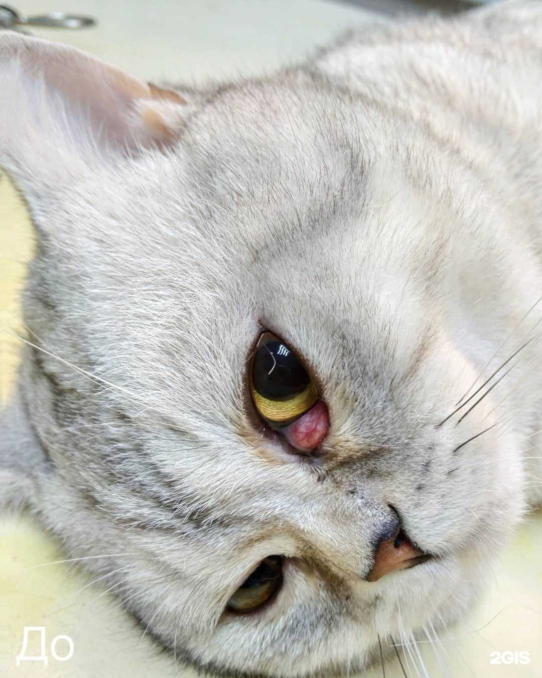 Отзывы на компанию Зверополис в г. Чебоксары c фото