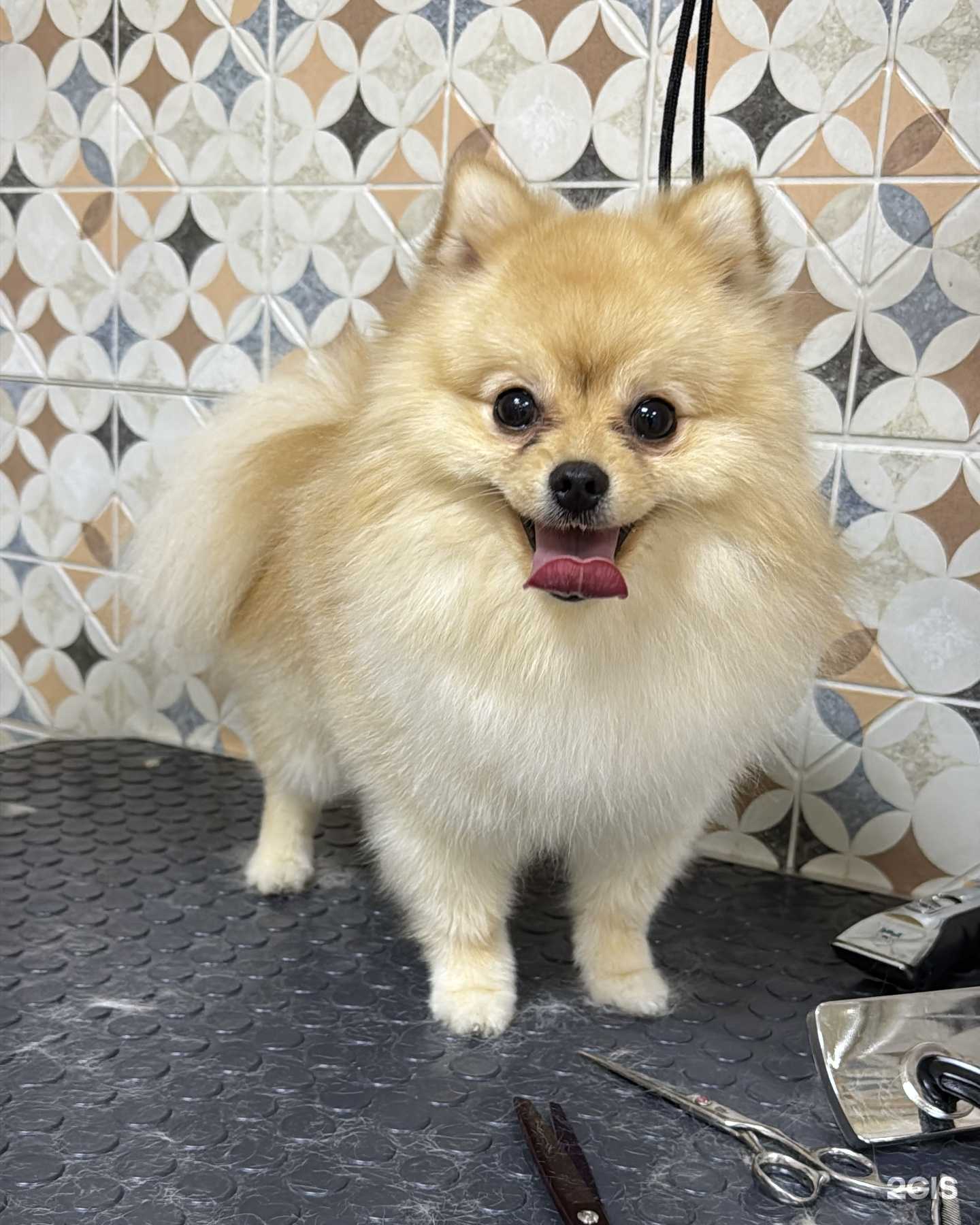 Отзывы на компанию Чистые лапки в г. Пермь c фото