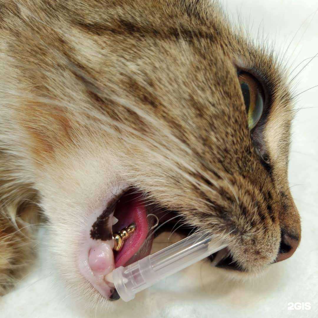 Отзывы на компанию Динго-С в Волгограде c фото