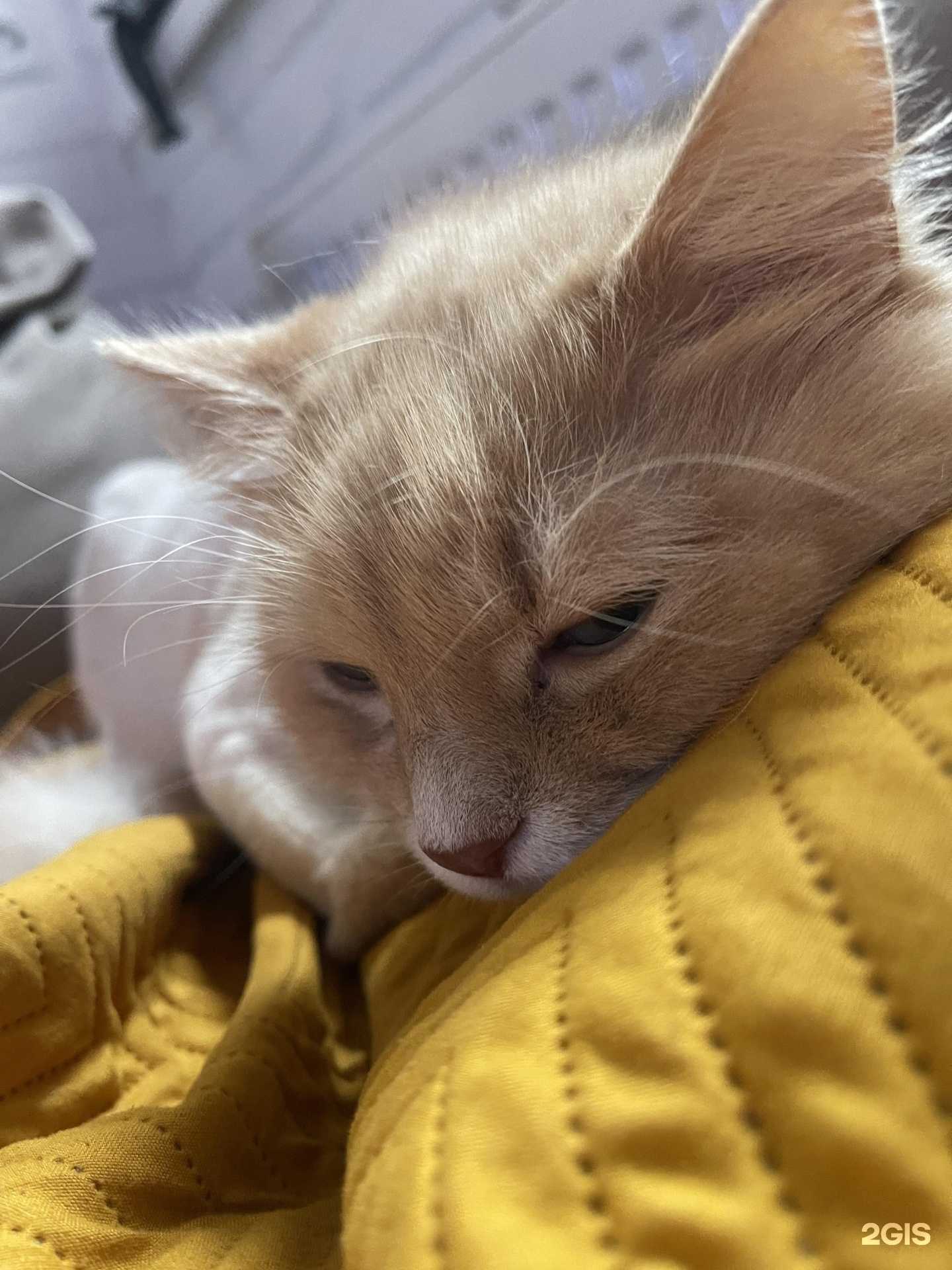 Отзывы на компанию ArtZoo в г. Обнинск c фото