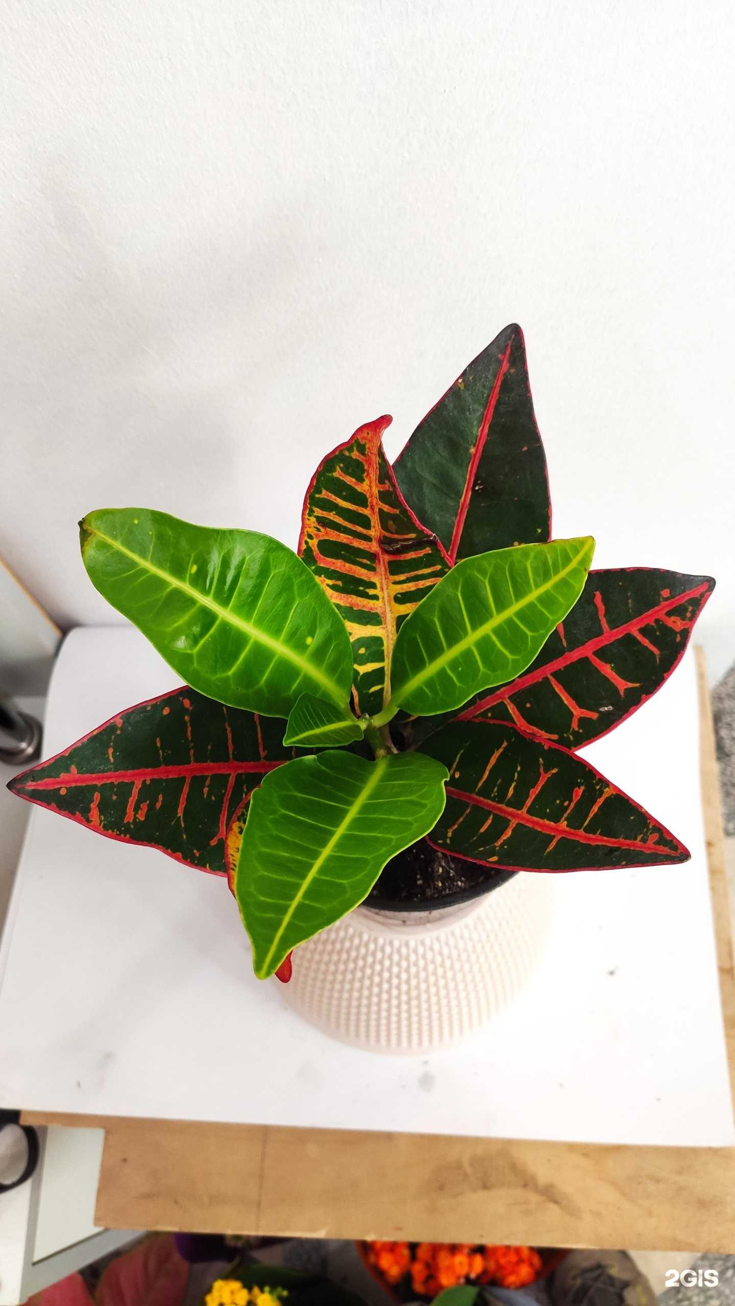 Отзывы на компанию Копуша в г. Калуга c фото