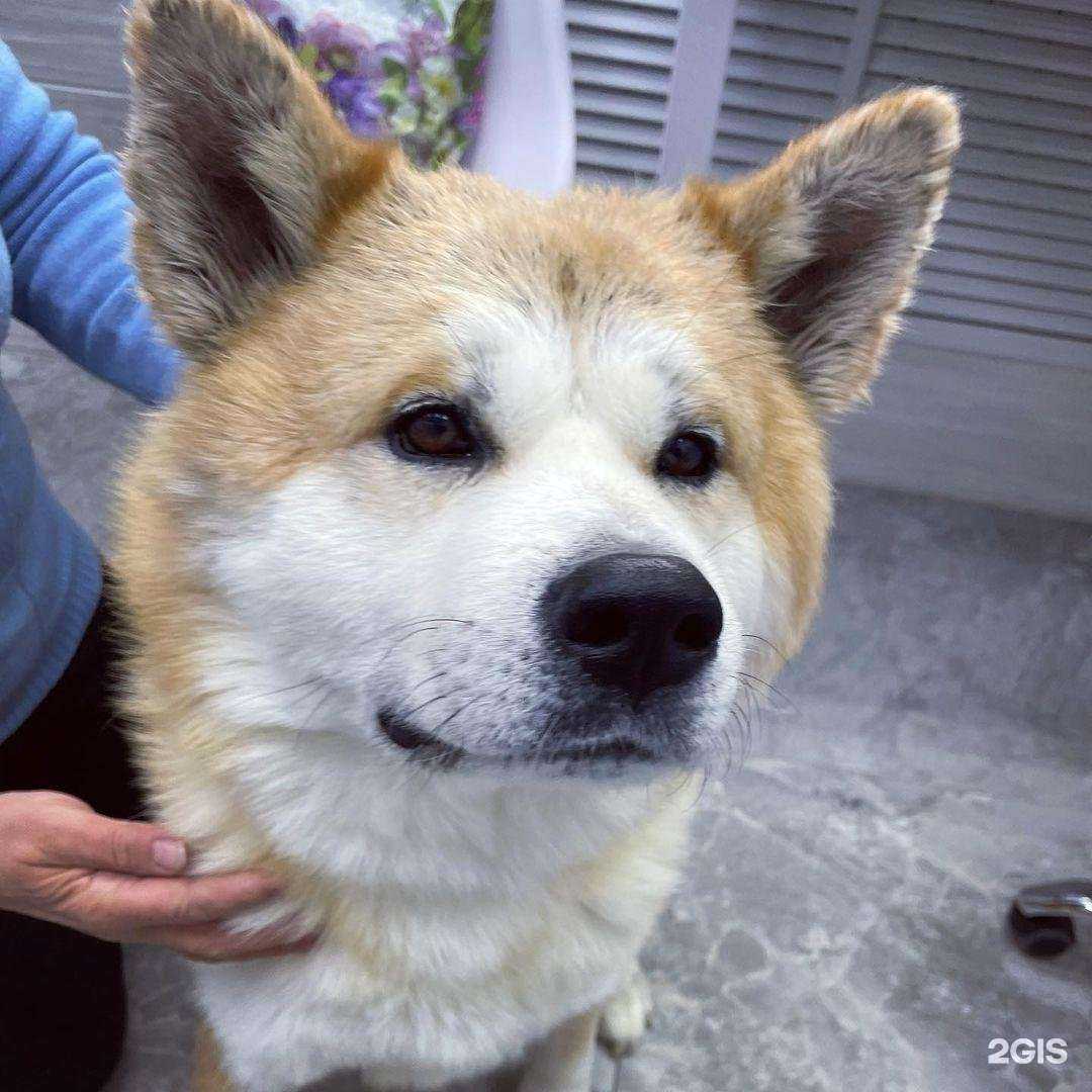 Отзывы на компанию ЗооЭлит в г. Сургут c фото