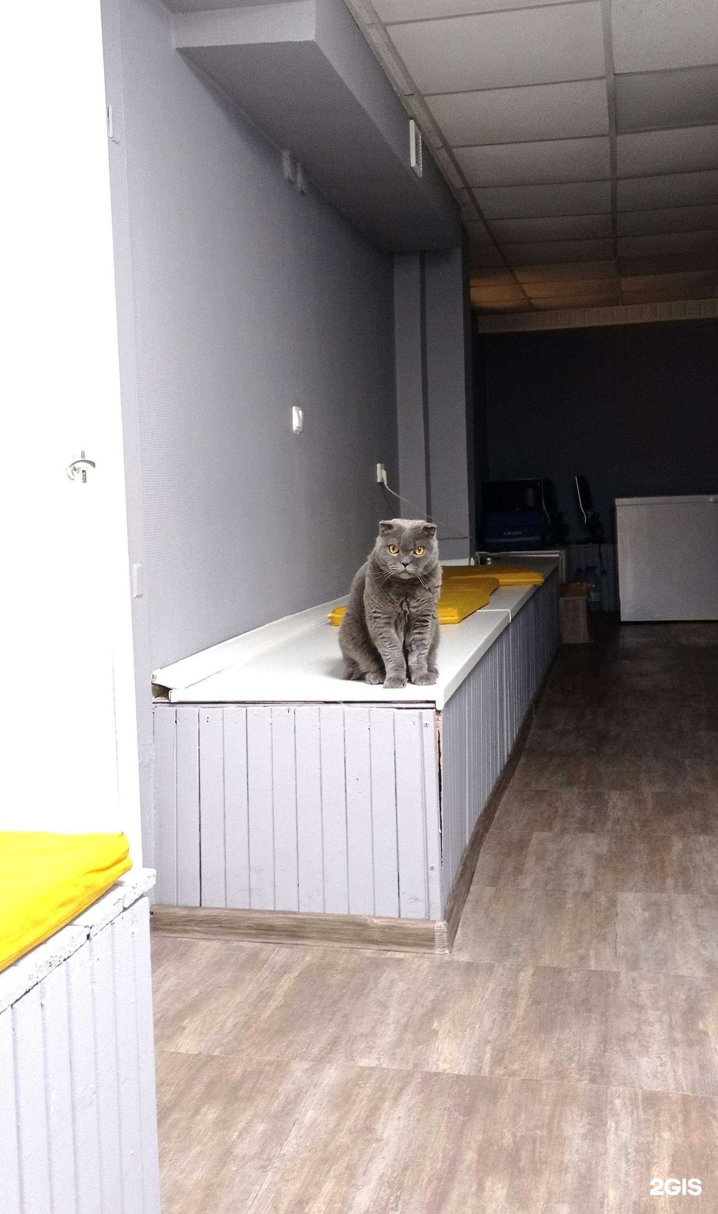 Отзывы на компанию Ветеринарная клиника Дарьи Суховой в Тюмени c фото