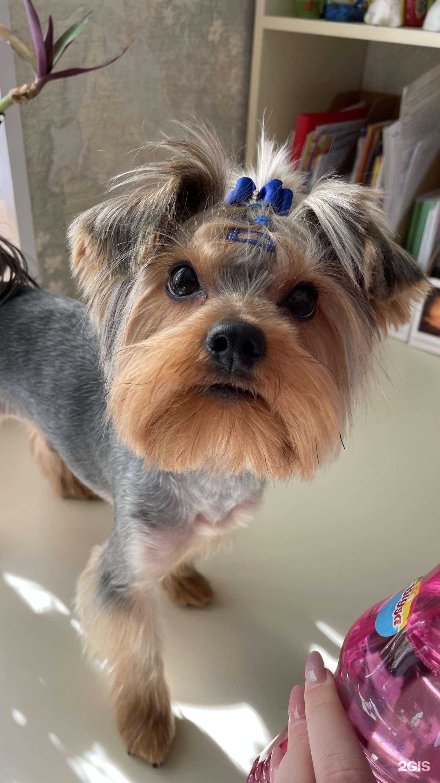 Отзывы на компанию Пушок в г. Астрахань c фото