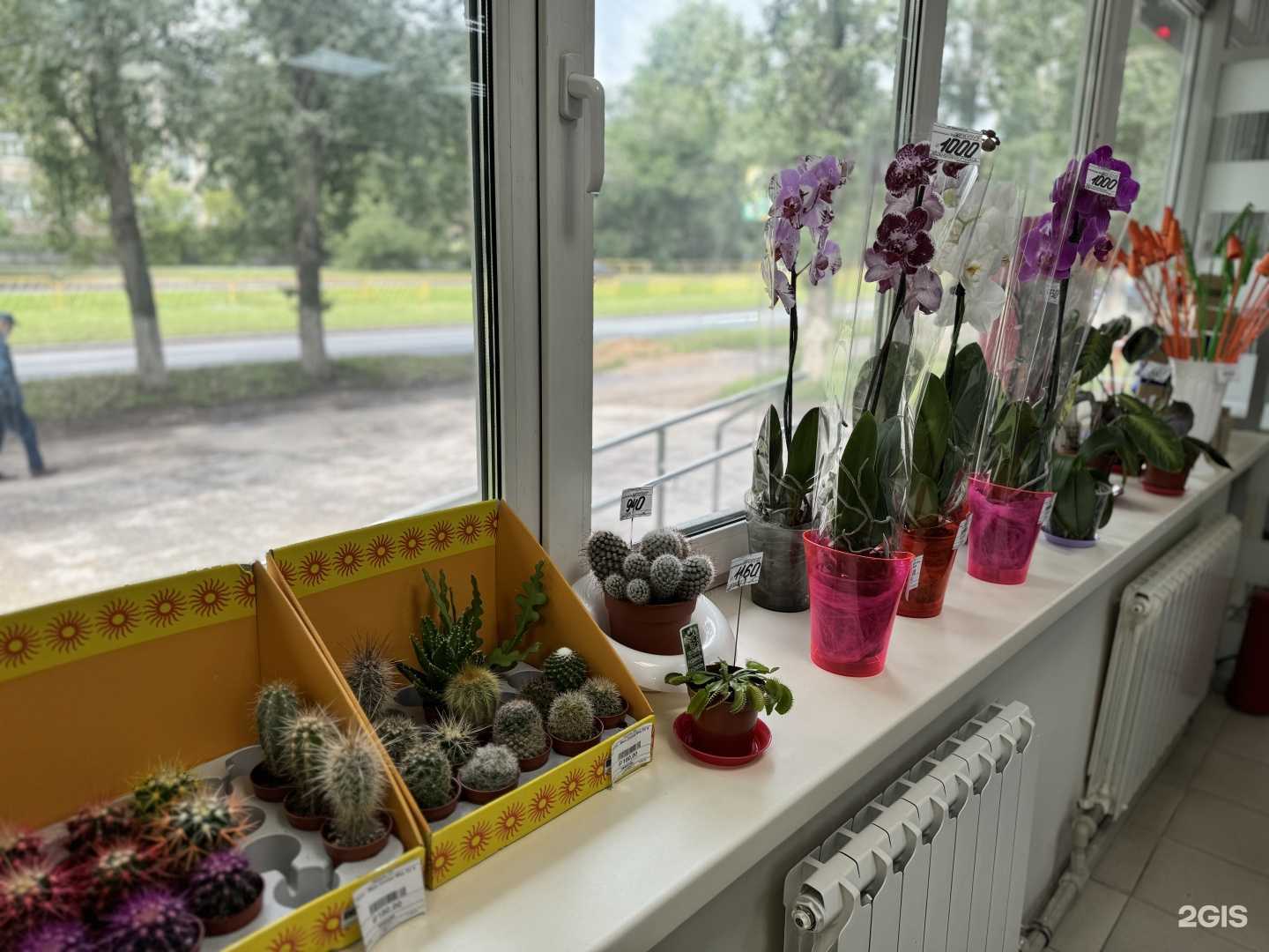 Отзывы на компанию Цветторг в Тольятти c фото