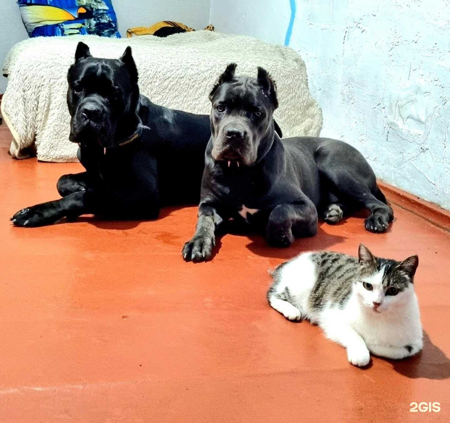 Отзывы на компанию Центр кинологии в г. Уссурийск c фото