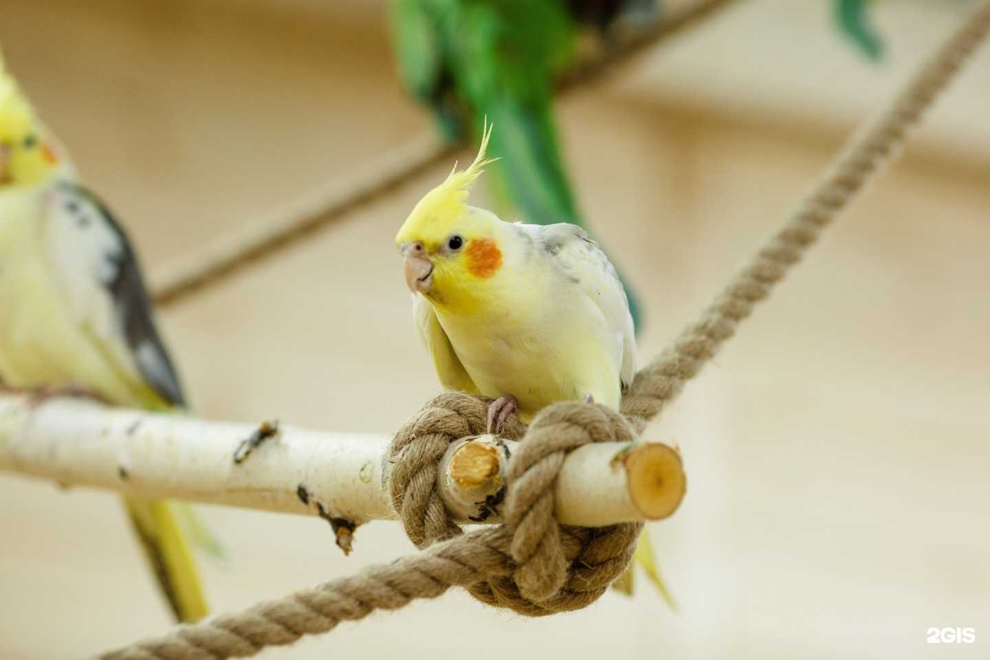 Отзывы на компанию Парк попугаев в г. Воронеж c фото