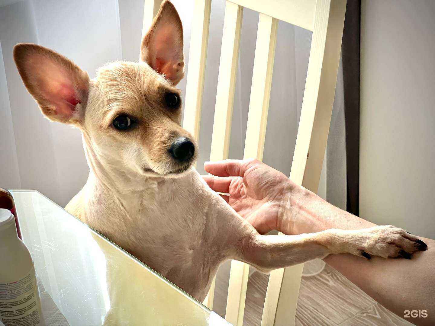 Отзывы на компанию Белый пудель в г. Челябинск c фото