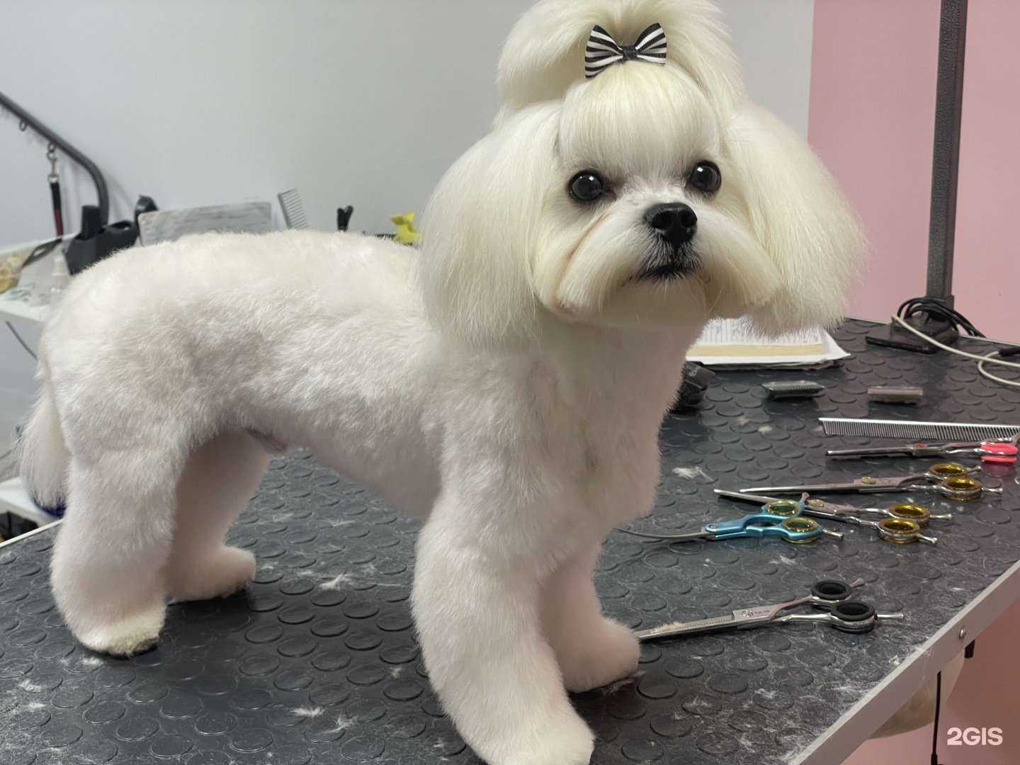 Отзывы на компанию Любимчик в г. Набережные Челны c фото