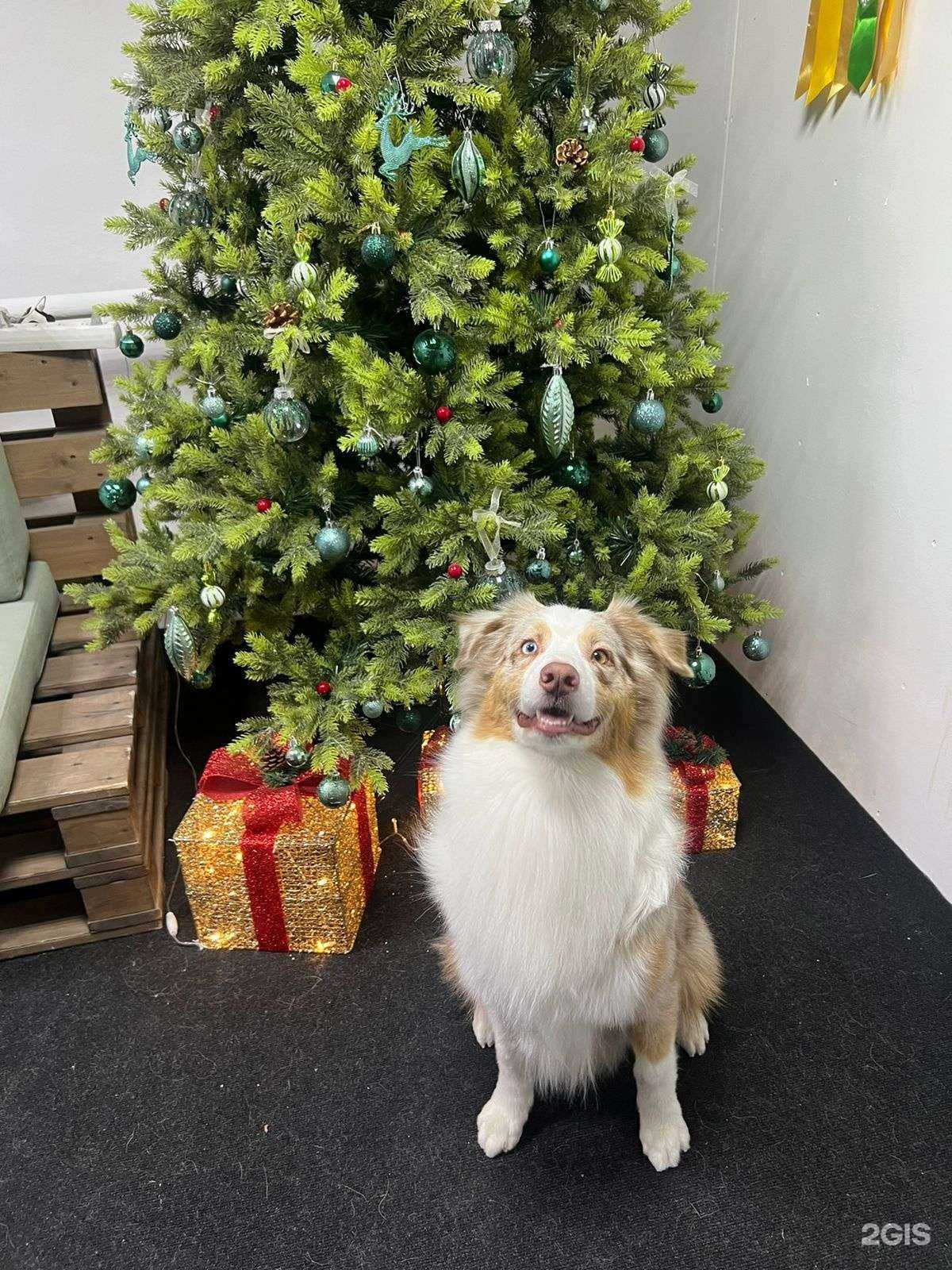 Отзывы на компанию Zveryuga в Красноярске c фото