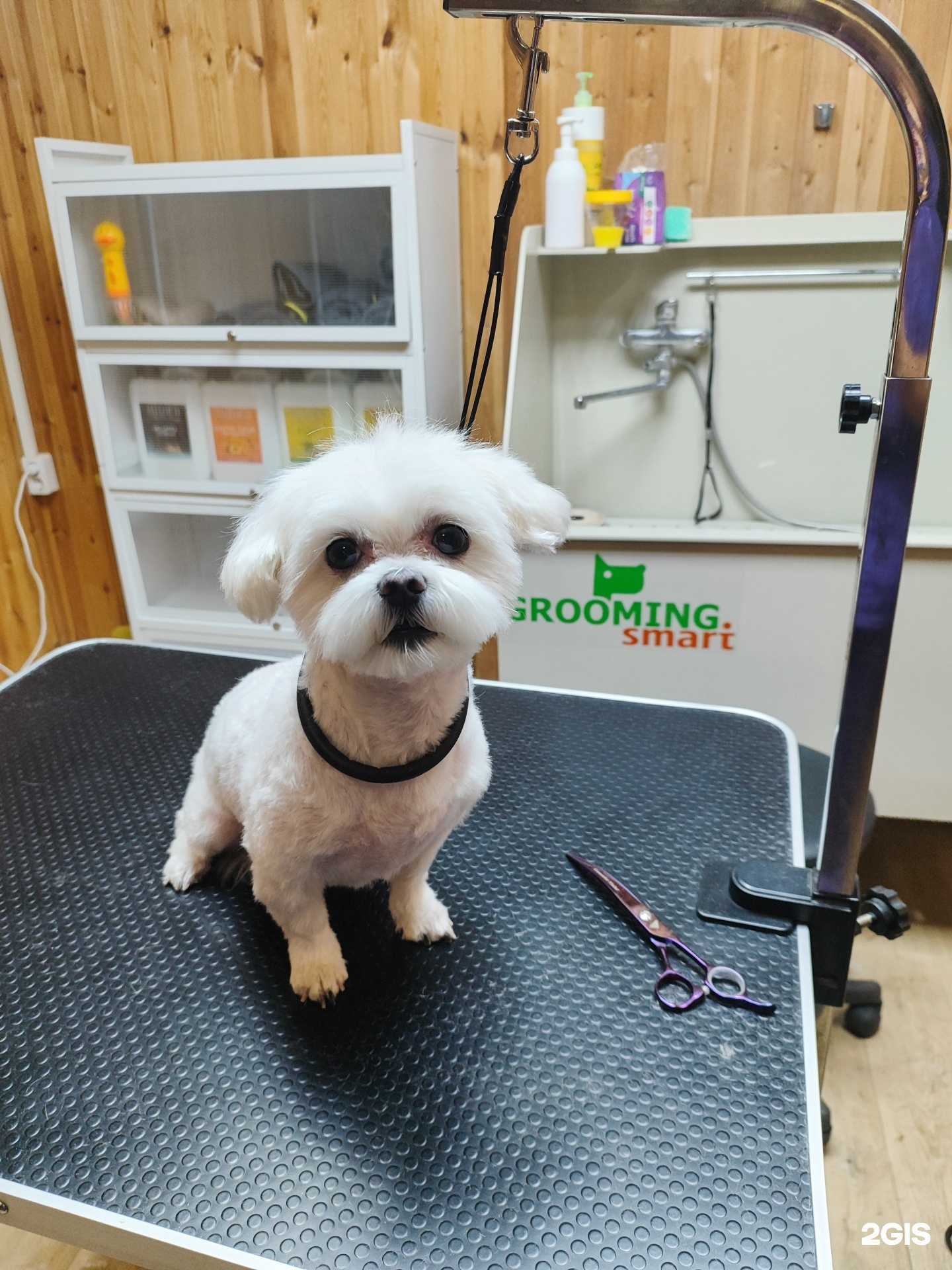 Отзывы на компанию Кабинет грумера в Краснодаре c фото