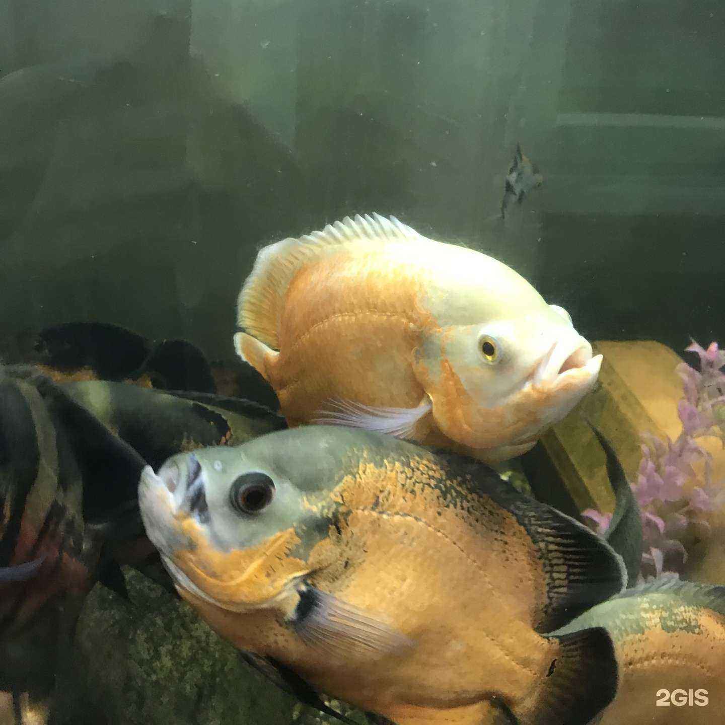 Отзывы на компанию Северский зоопарк в г. Северск c фото