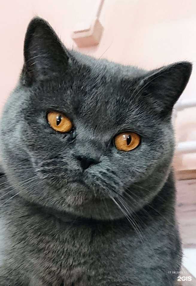 Отзывы на компанию Гостиница по передержке домашних животных в Хабаровске c фото