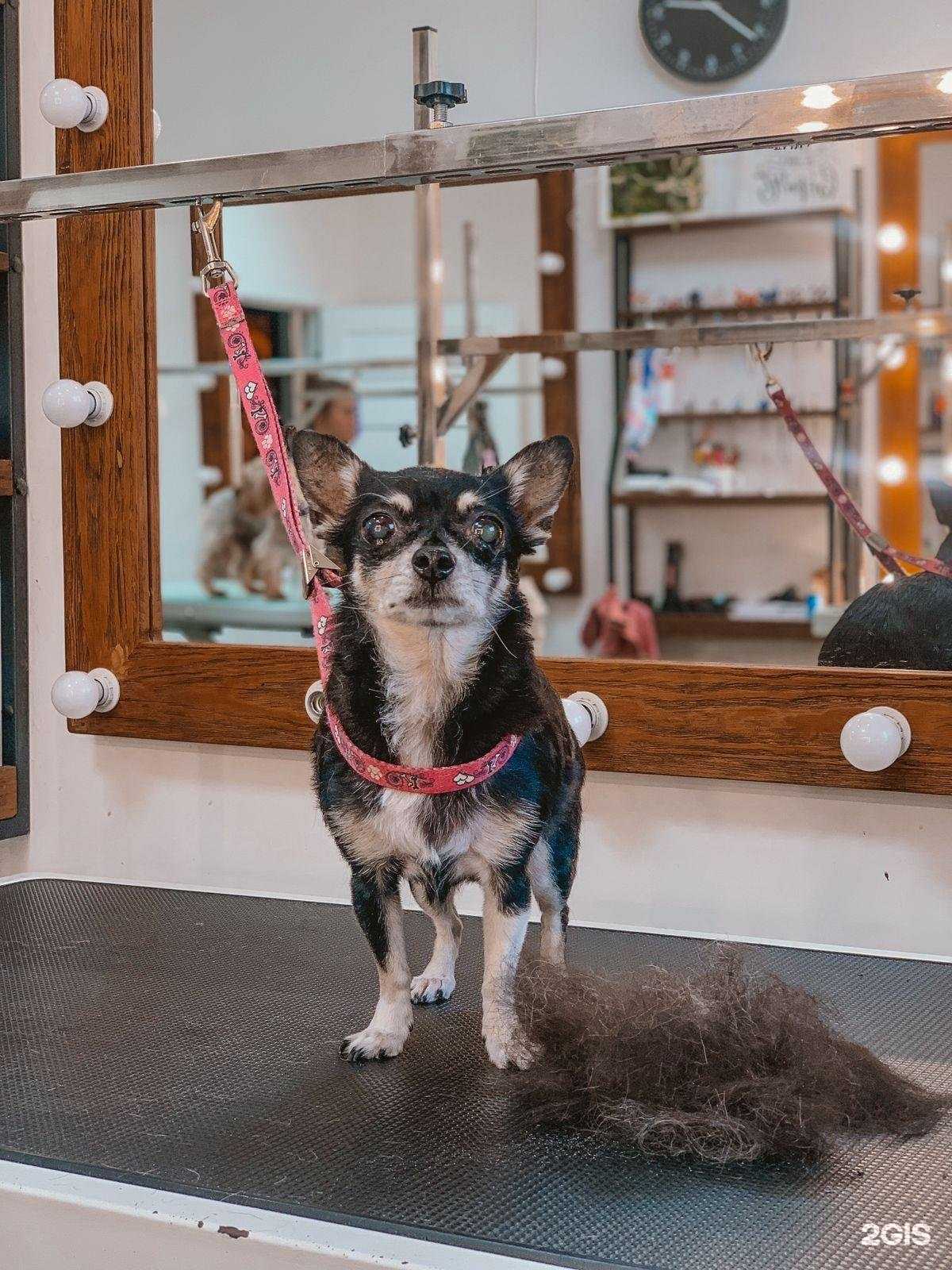 Отзывы на компанию Oh my dog в Обнинске c фото