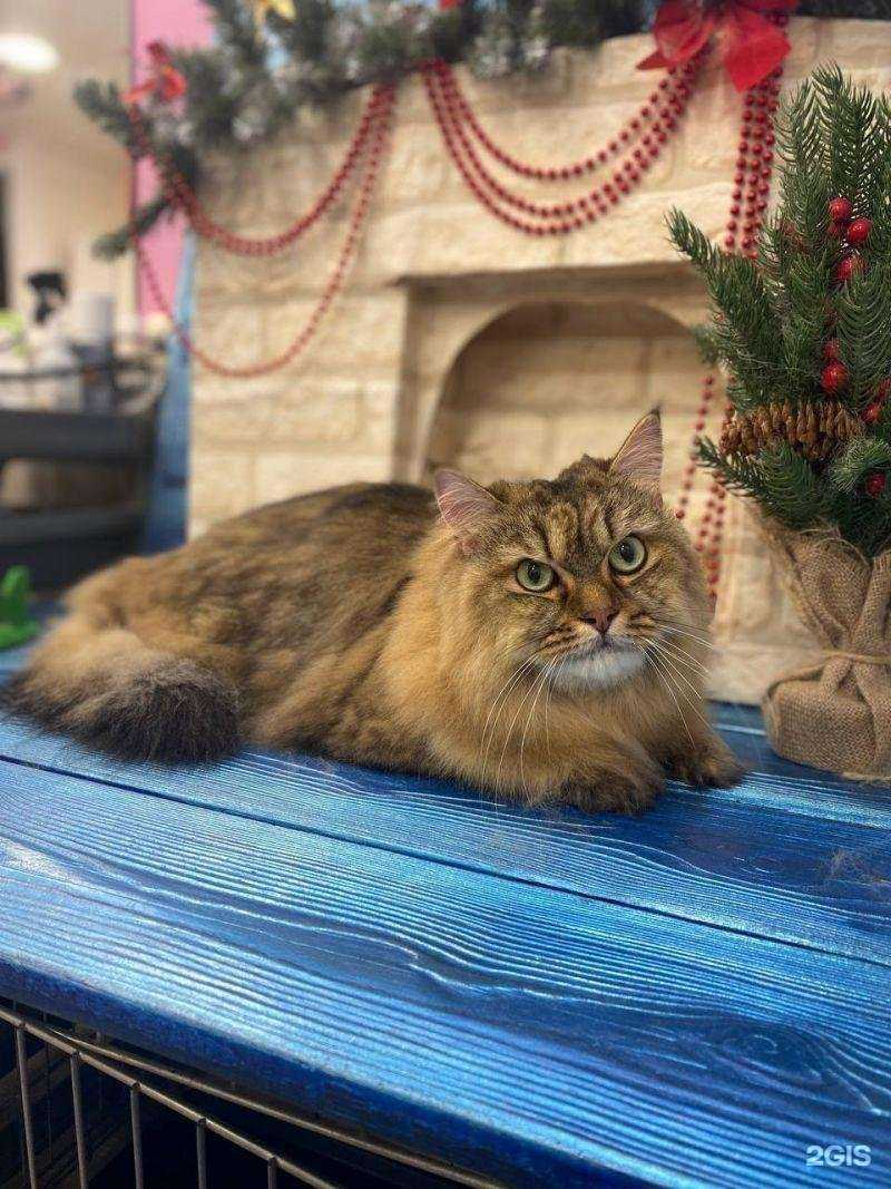 Отзывы на компанию Groom в Новосибирске c фото