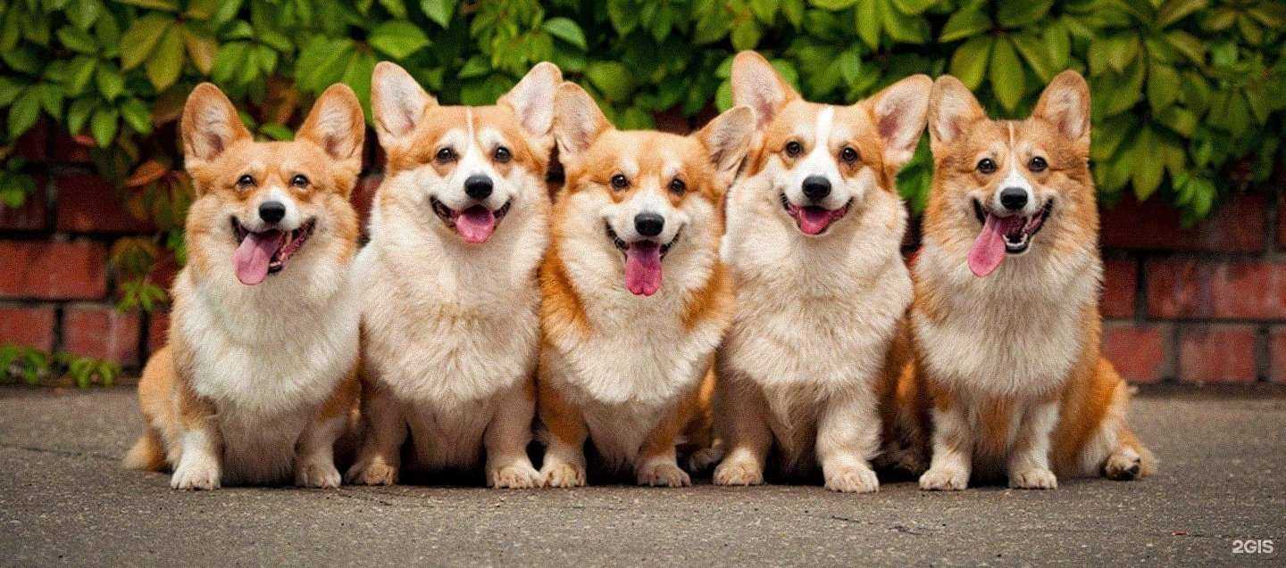 Отзывы на компанию Дружок в Ижевске c фото