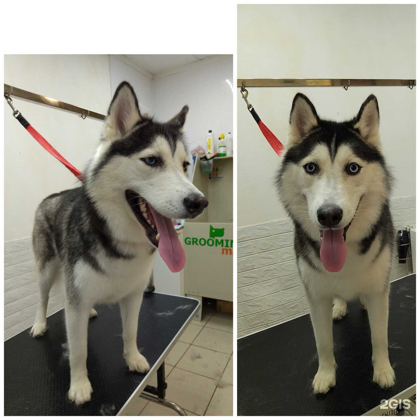 Отзывы на компанию Студия груминга в Перми c фото