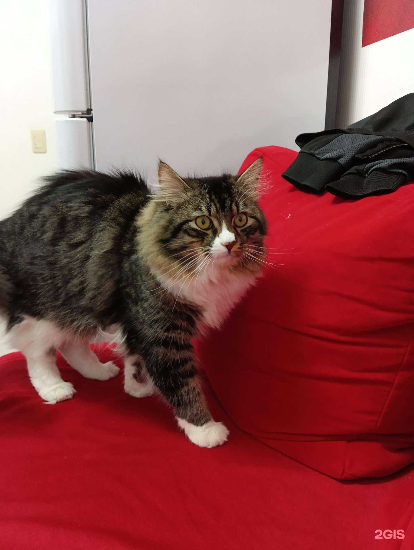 Отзывы на компанию Дивный Колибри в г. Сыктывкар c фото