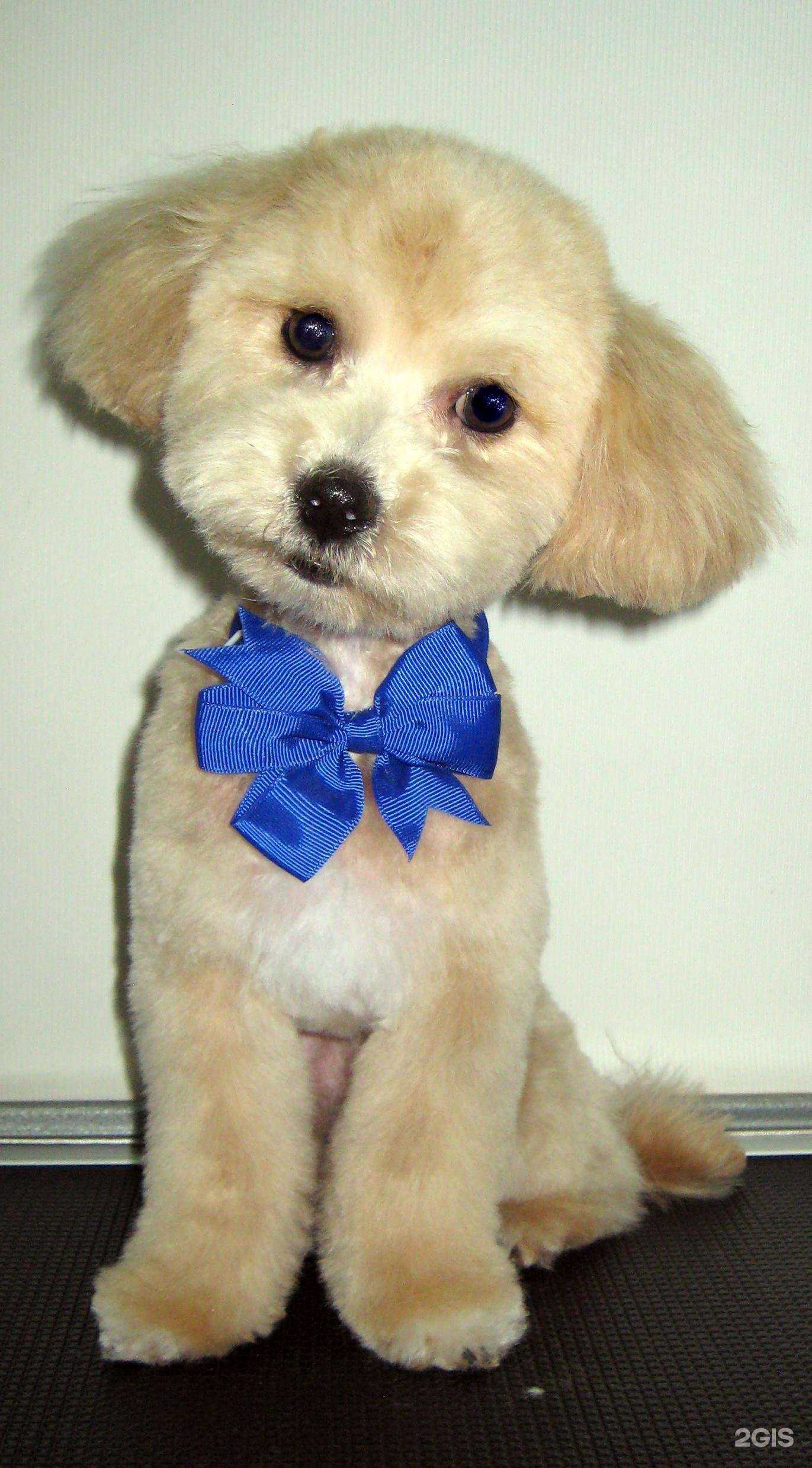 Отзывы на компанию Пушистый пес в Балашихе c фото