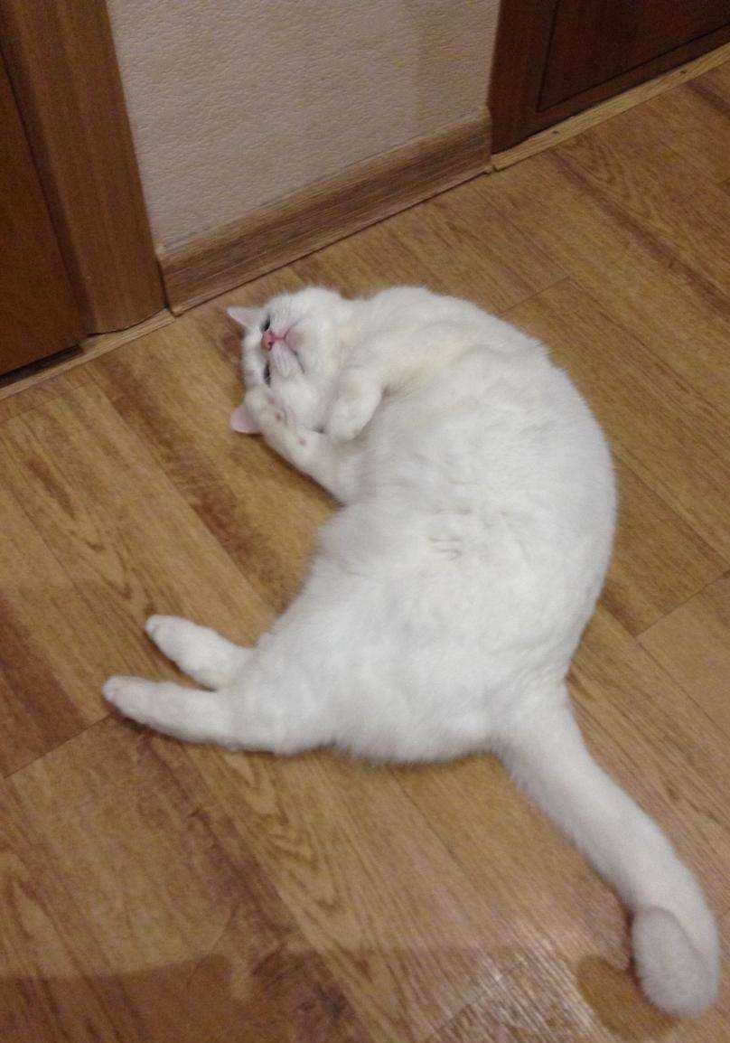 Отзывы на компанию Ветеринарный кабинет в г. Нижний Новгород c фото