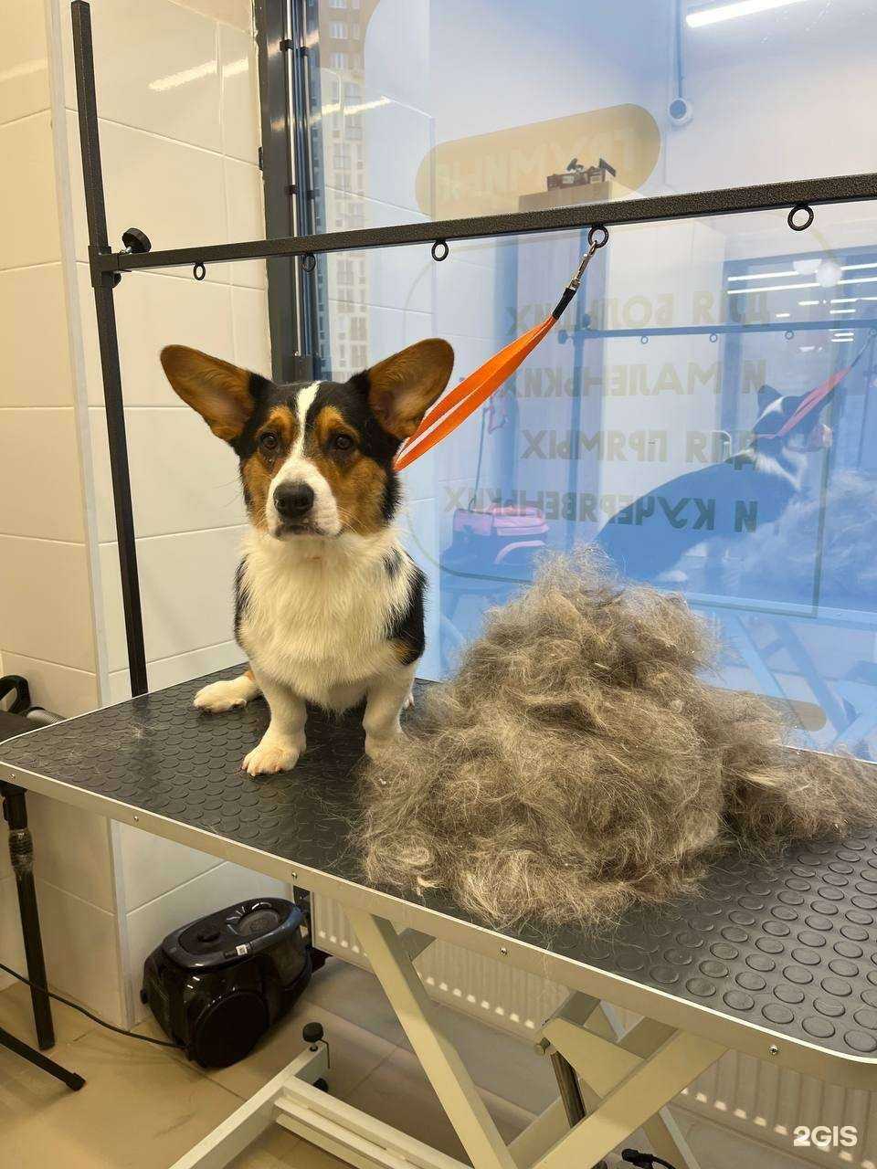 Отзывы на компанию Груминг Заповедник в Екатеринбурге c фото