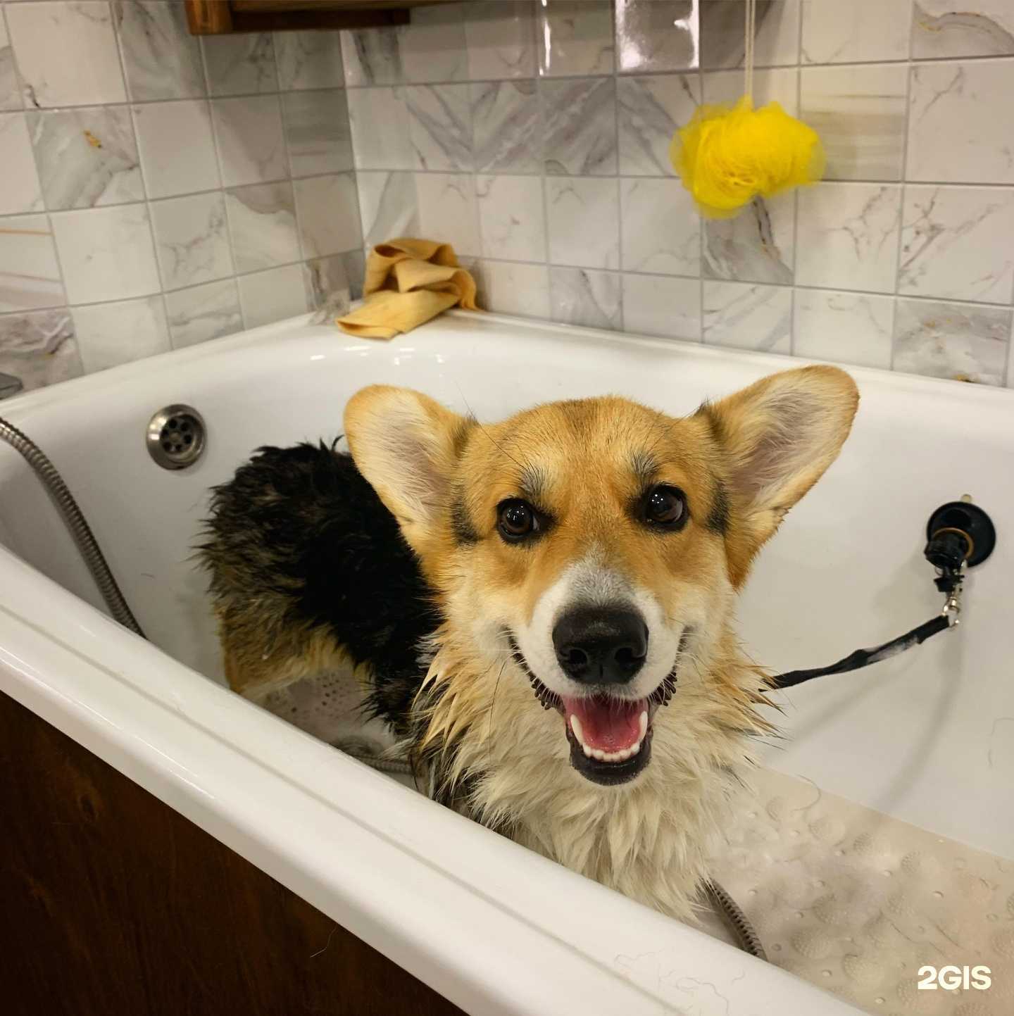 Отзывы на компанию Гав Дракула в Казани c фото