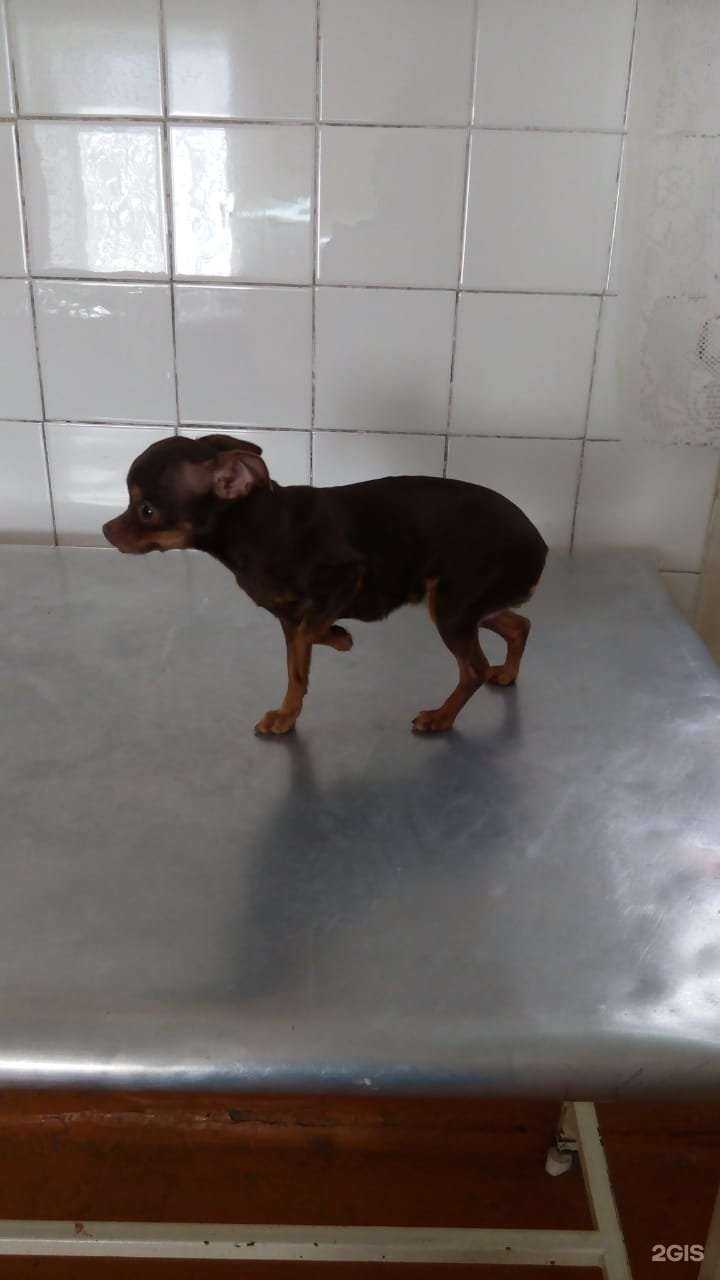 Отзывы на компанию Новокузнецкая городская станция по борьбе с болезнями животных в Новокузнецке c фото