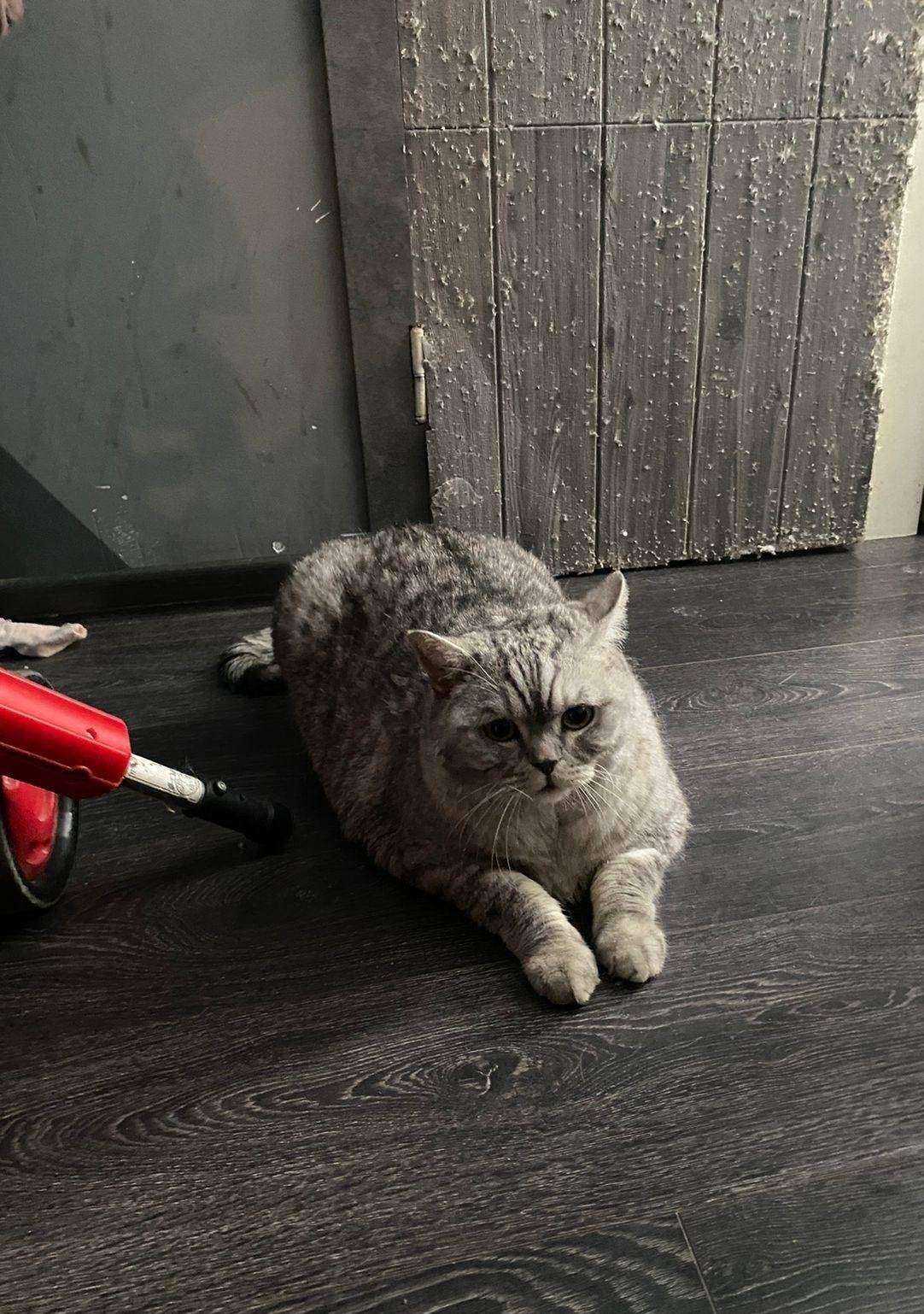 Отзывы на компанию Домашний любимец в г. Химки c фото