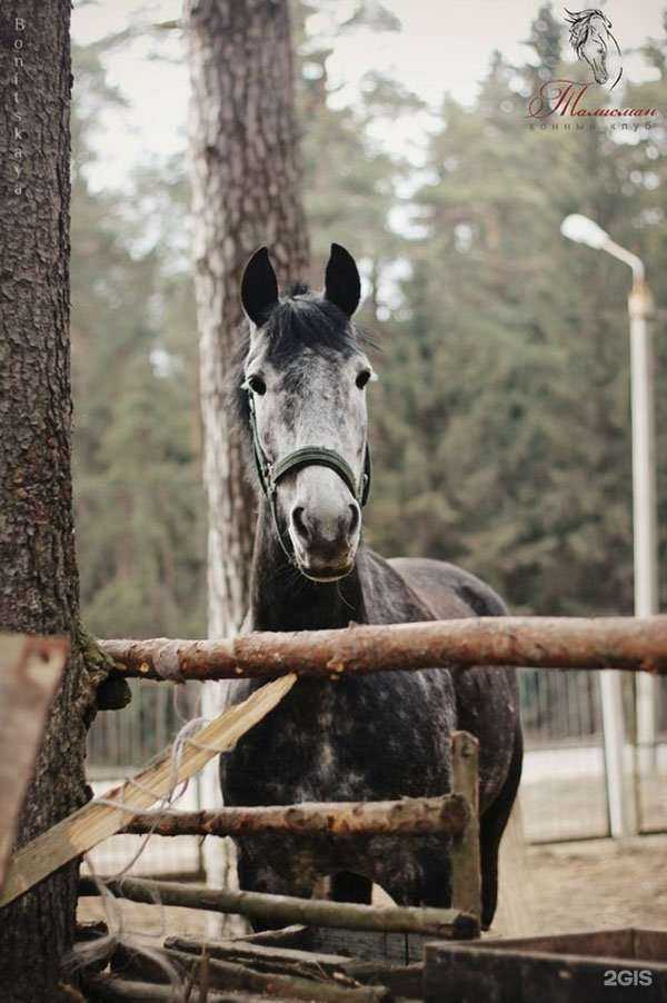 Отзывы на компанию Талисман в Твери c фото