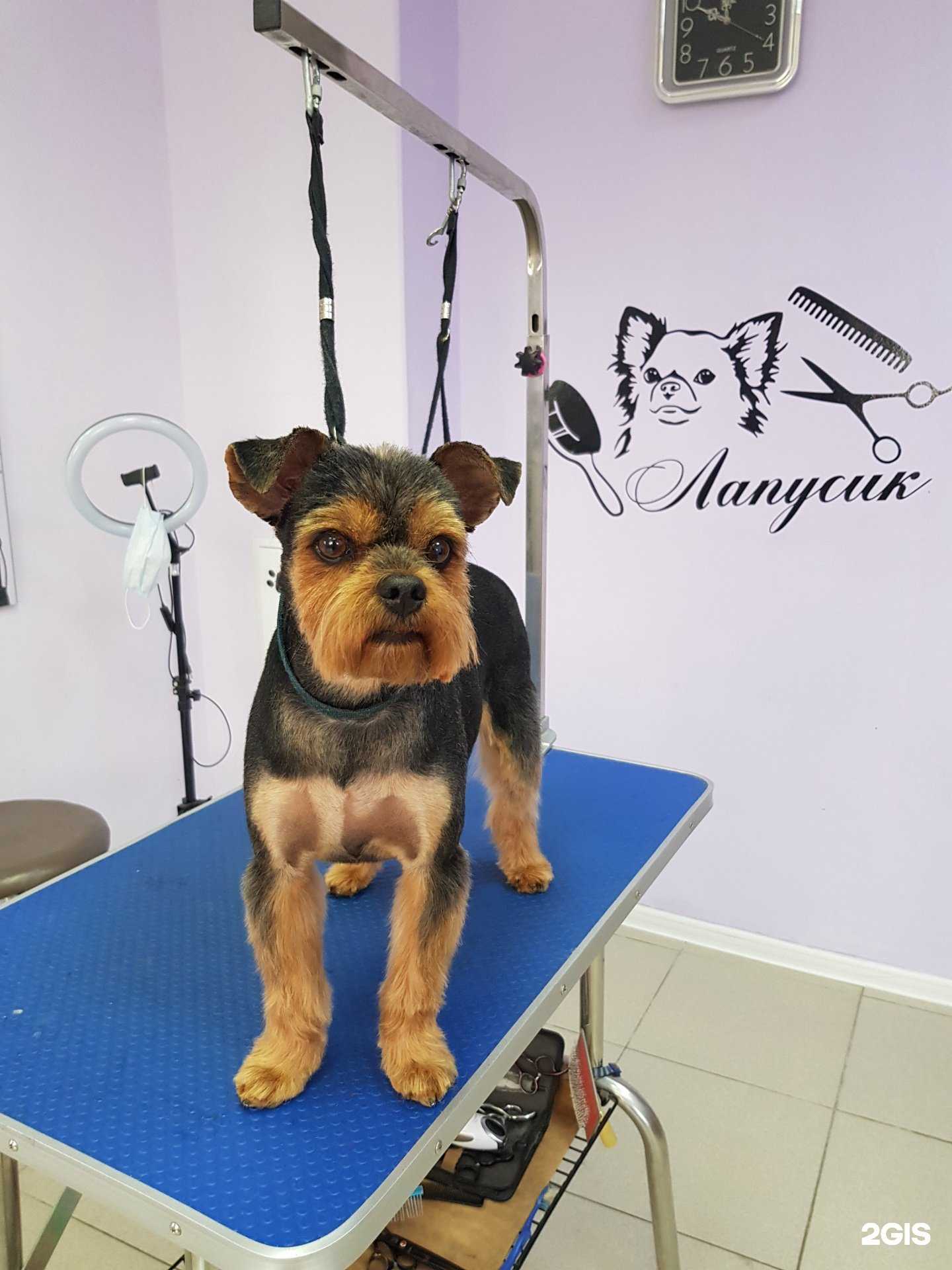 Отзывы на компанию ЛапУсик в г. Чита c фото