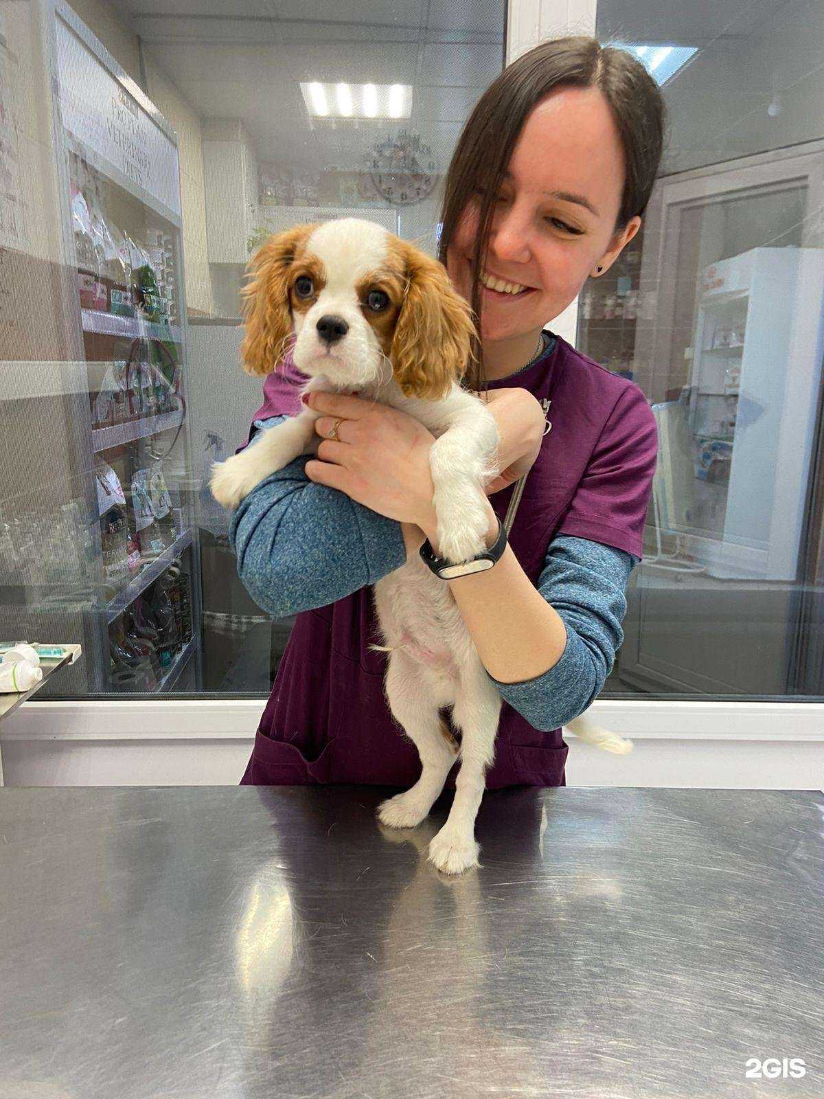 Отзывы на компанию Кот Да Винчи в г. Новороссийск c фото