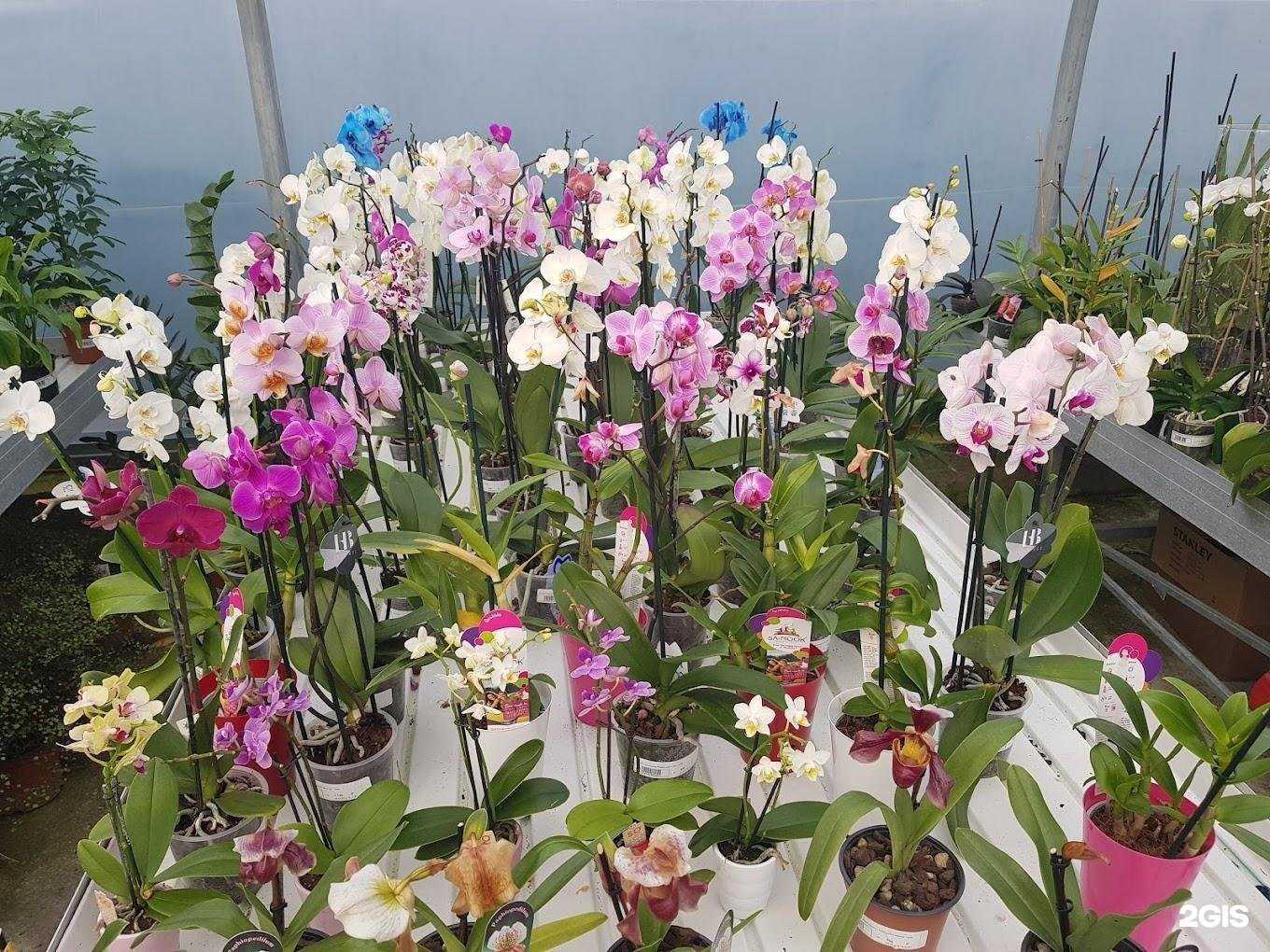 Отзывы на компанию Садовод в Сочи c фото