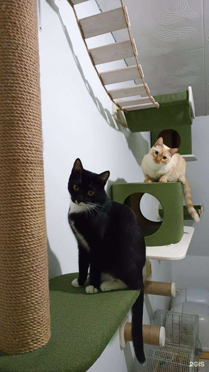 Отзывы на компанию 7 котов в г. Красноярск c фото