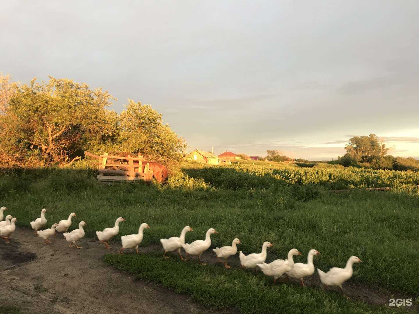 Отзывы на компанию Своё домашнее в Тюмени c фото