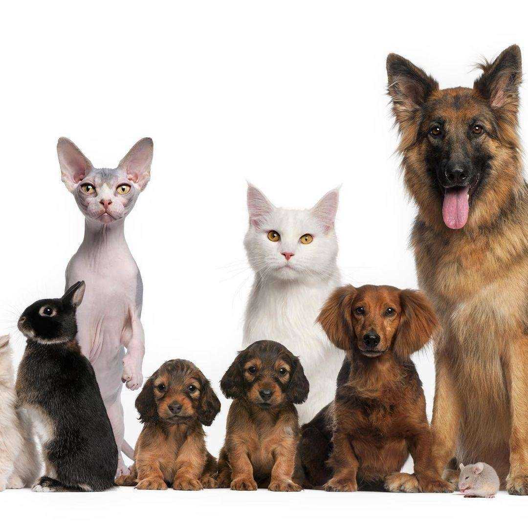 Отзывы на компанию Бюро ритуальных услуг для домашних животных в Ростове-на-Дону c фото