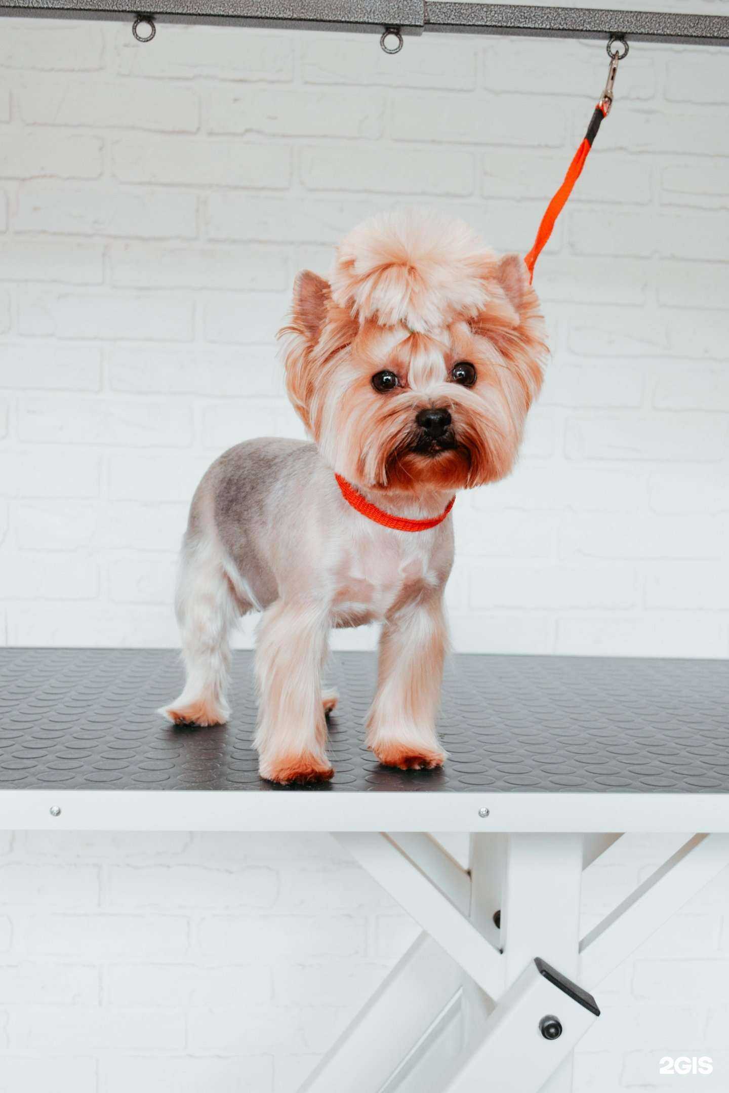 Отзывы на компанию Wearegroomers в Иванове c фото