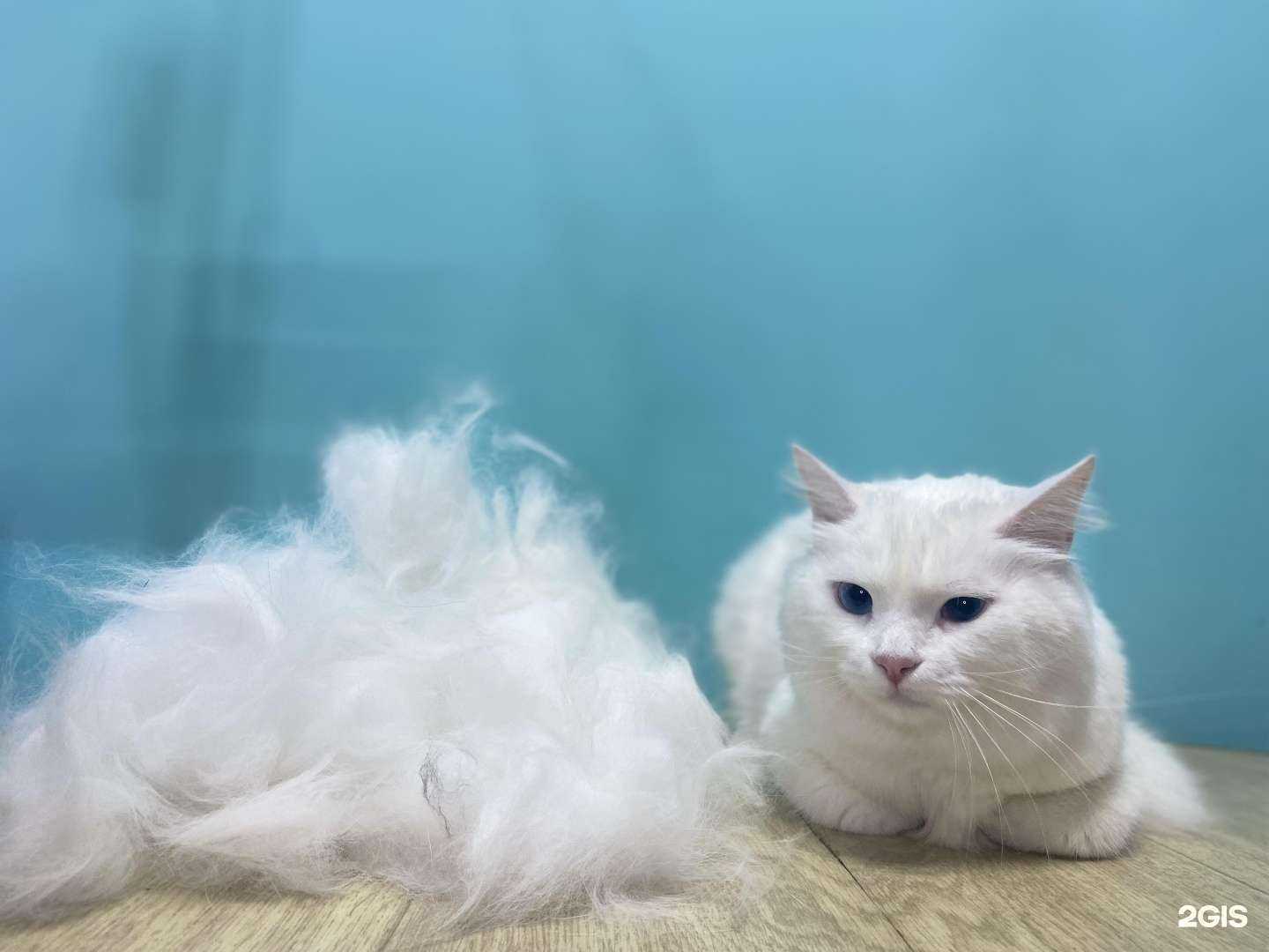 Отзывы на компанию Котопес в г. Владивосток c фото