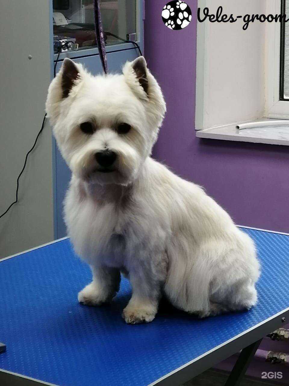 Отзывы на компанию Груминг-салон в Королёве c фото