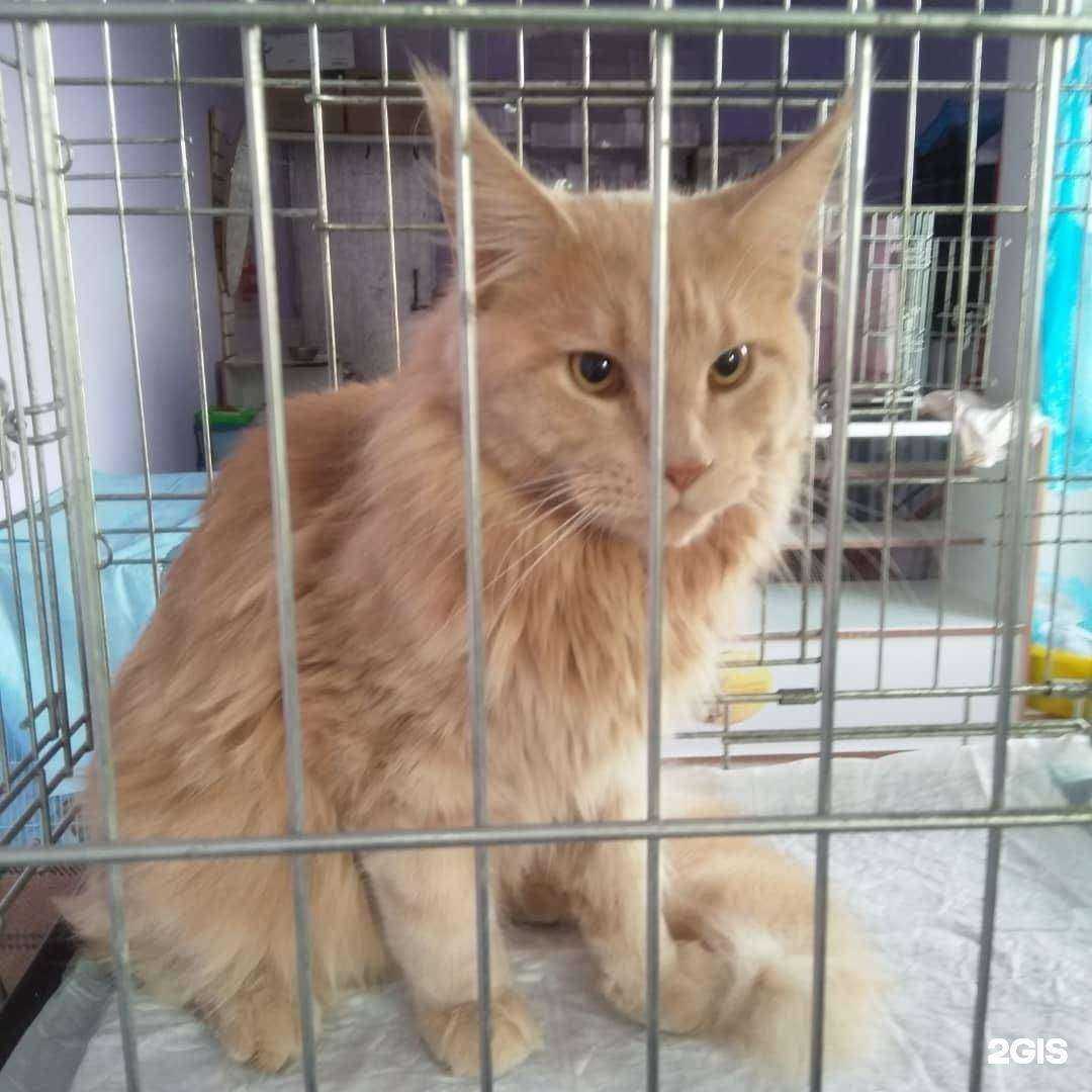 Отзывы на компанию Кошкин Дом в г. Малоярославец c фото