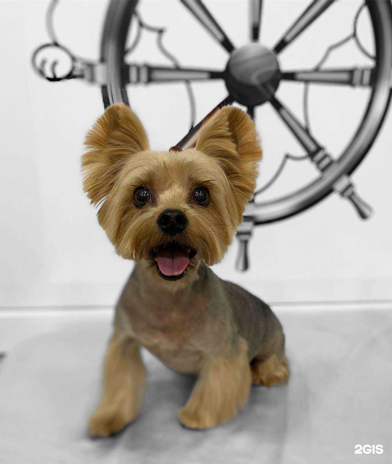 Отзывы на компанию Студия груминга в Челябинске c фото