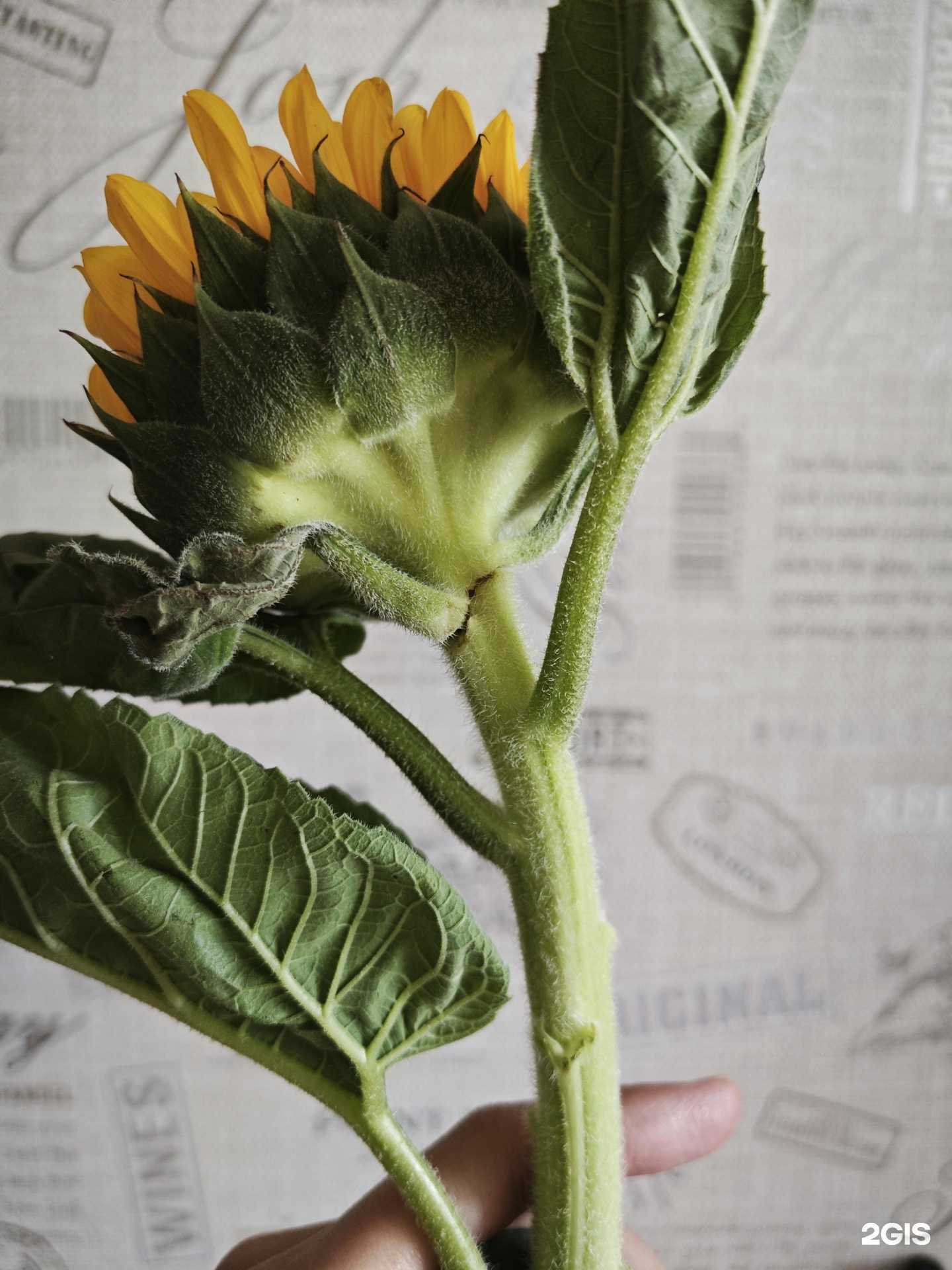 Отзывы на компанию Дари цветы в Владивостоке c фото