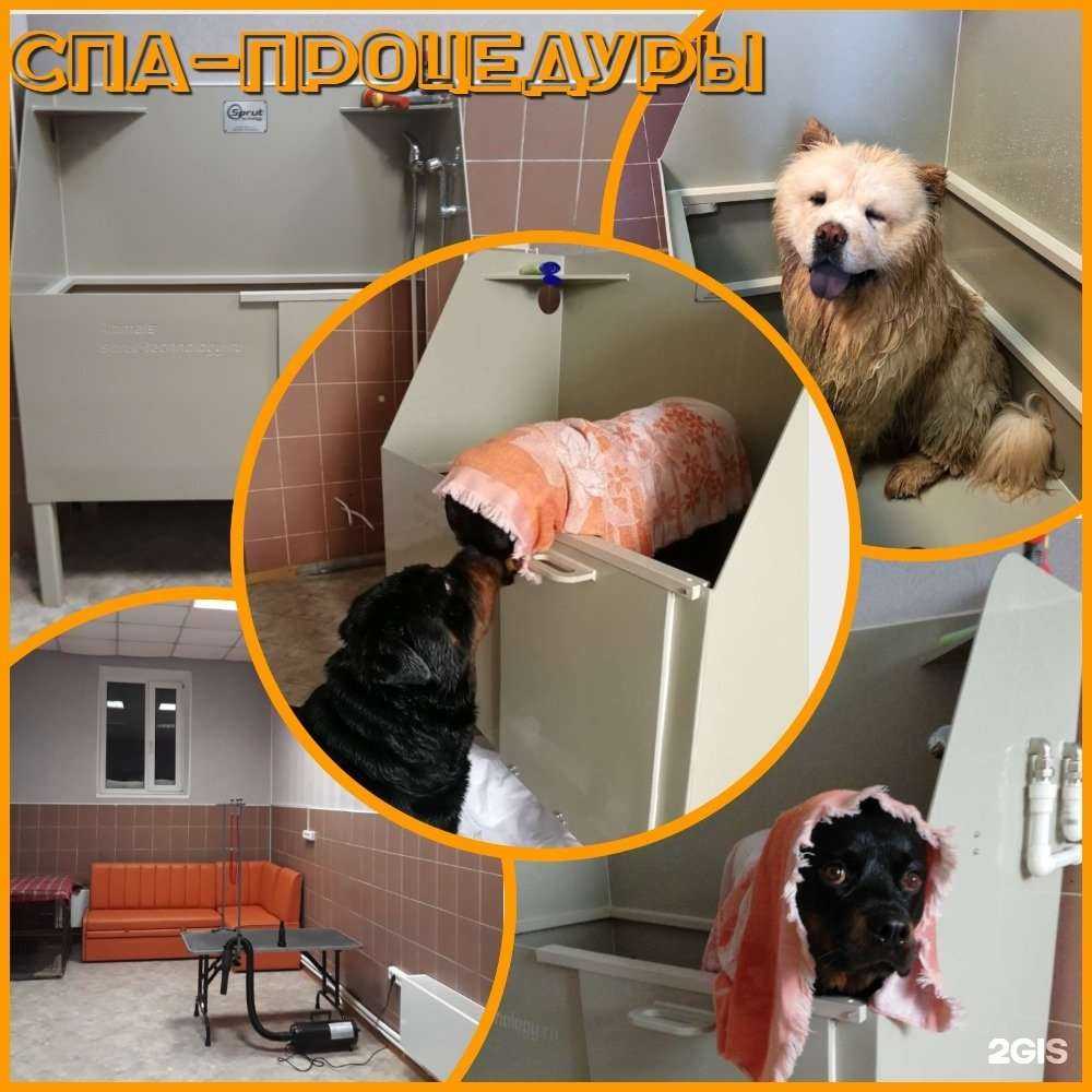 Отзывы на компанию Dog-city в Ноябрьске c фото