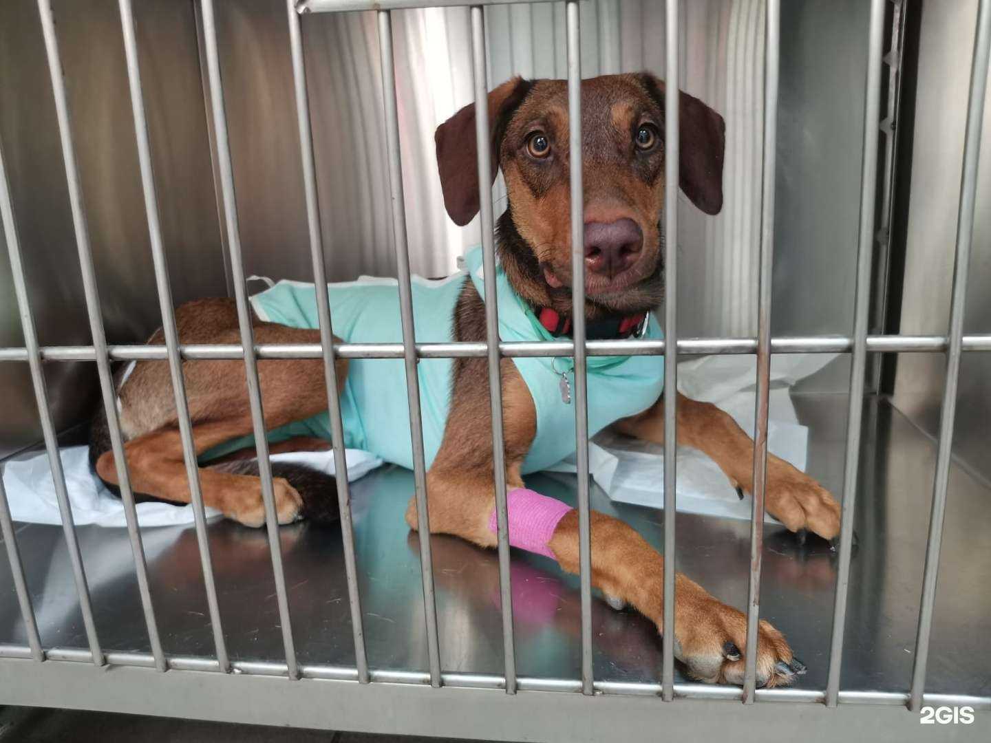 Отзывы на компанию Здоровье животных в г. Всеволожск c фото