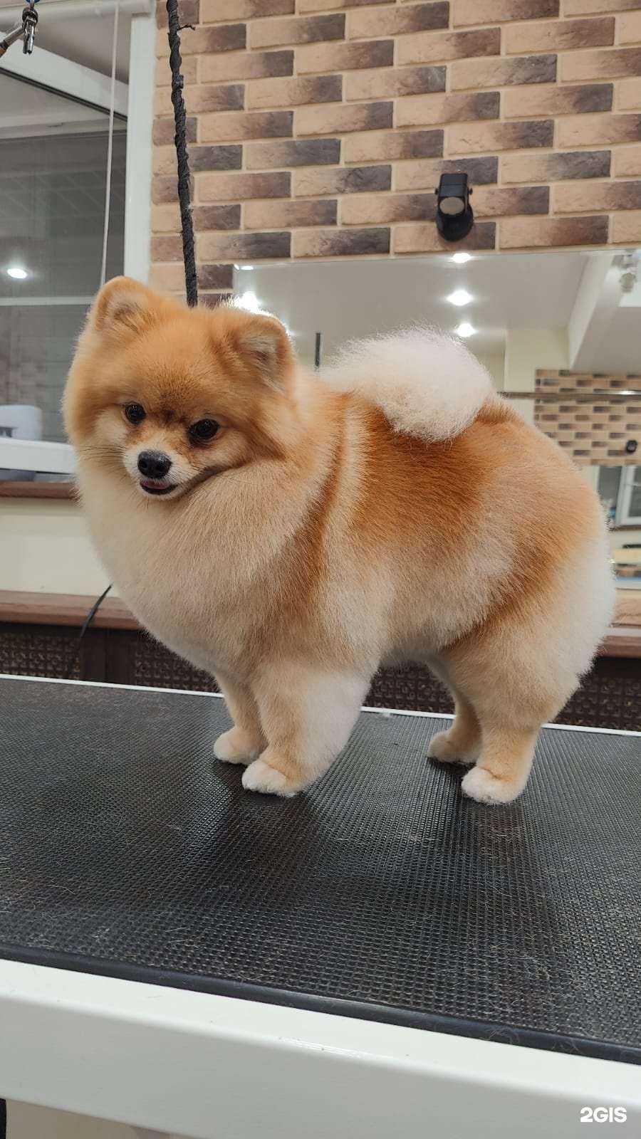 Отзывы на компанию 5 Хвостов в г. Тула c фото