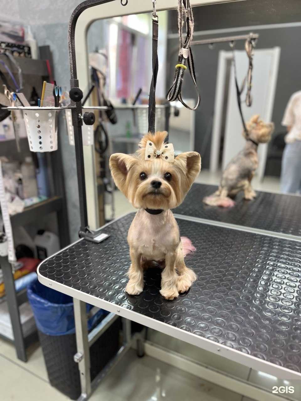 Отзывы на компанию Груминг салон в г. Кемерово c фото