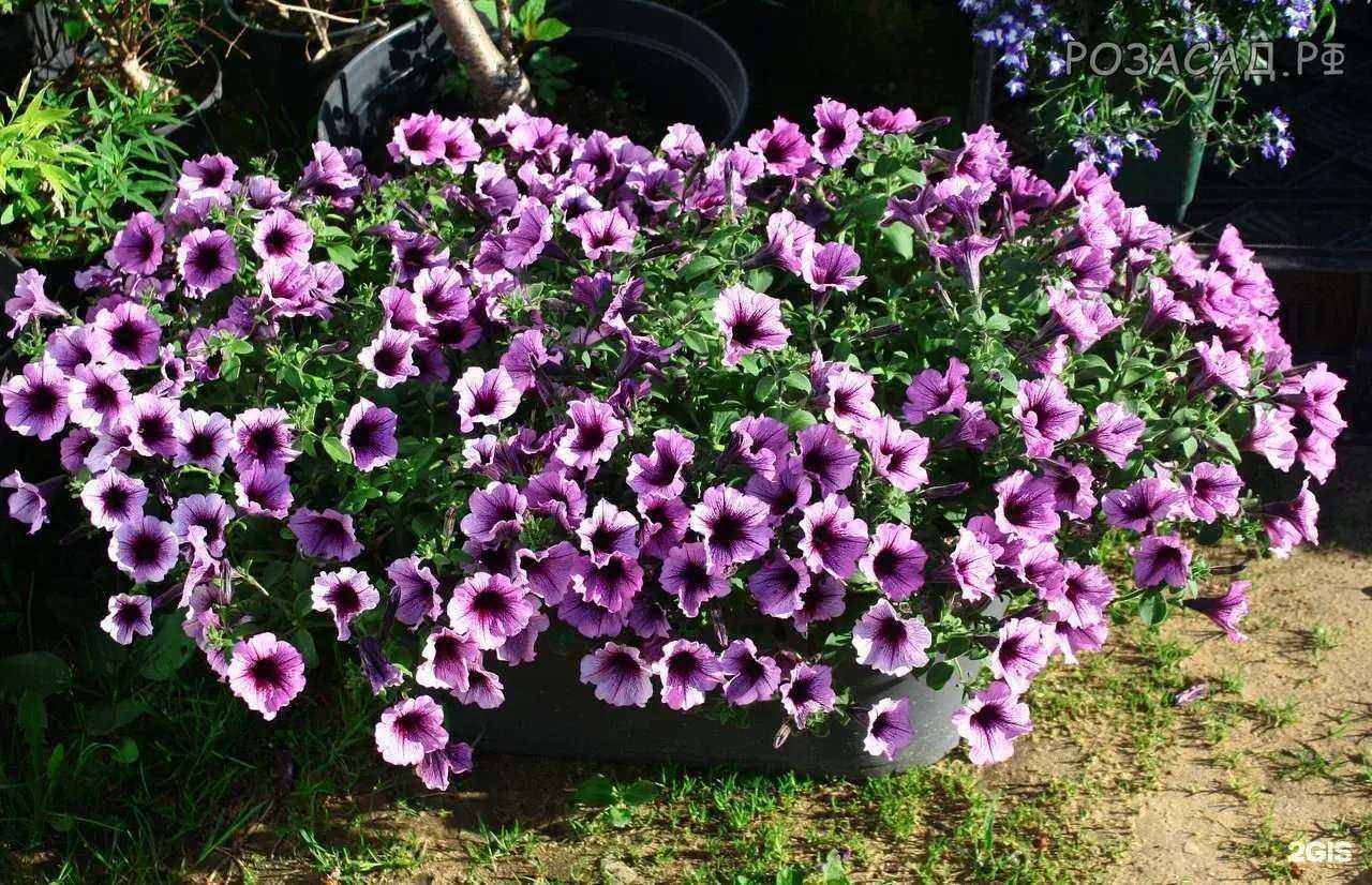 Отзывы на компанию Рассада39 в Калининграде c фото