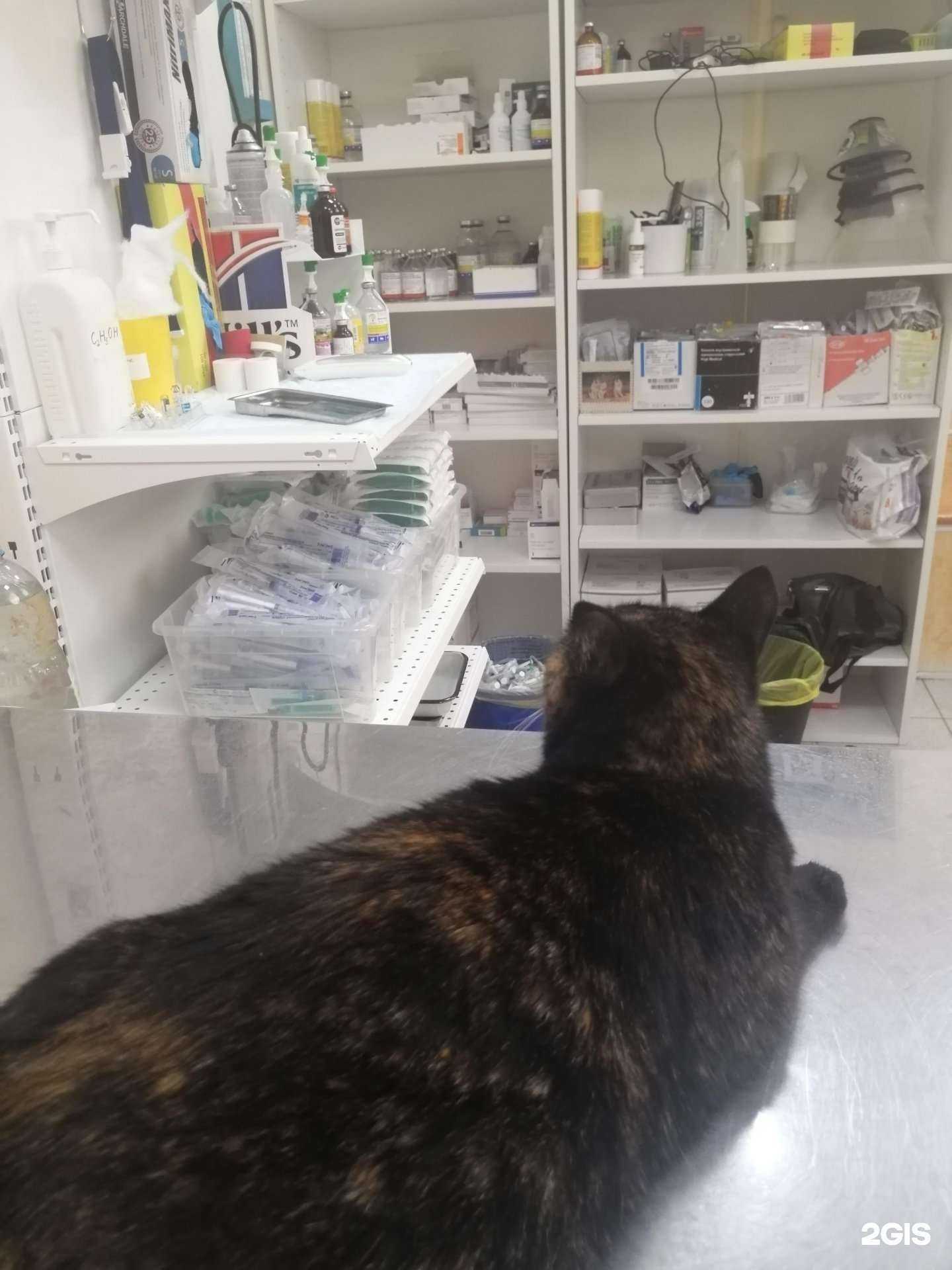 Отзывы на компанию Альфа-Вет в Самаре c фото