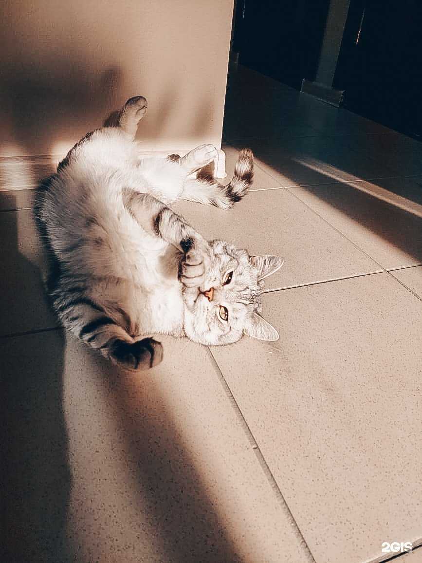 Отзывы на компанию Котейка в г. Иркутск c фото