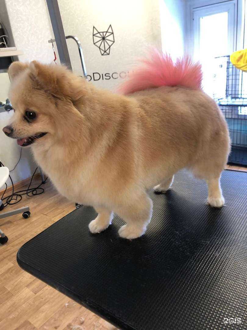 Отзывы на компанию ZooDiscount в Магнитогорске c фото