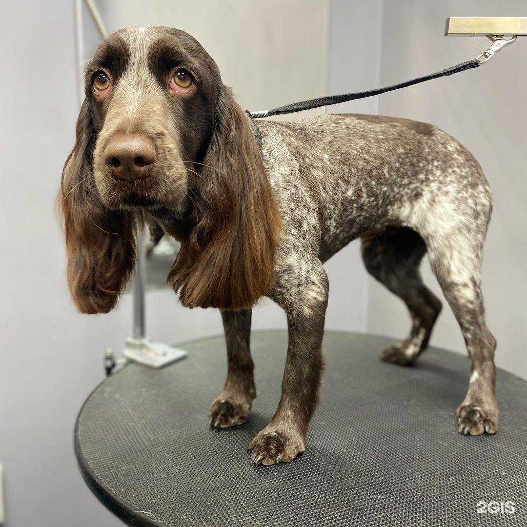 Отзывы на компанию Dog grooming в Рязани c фото